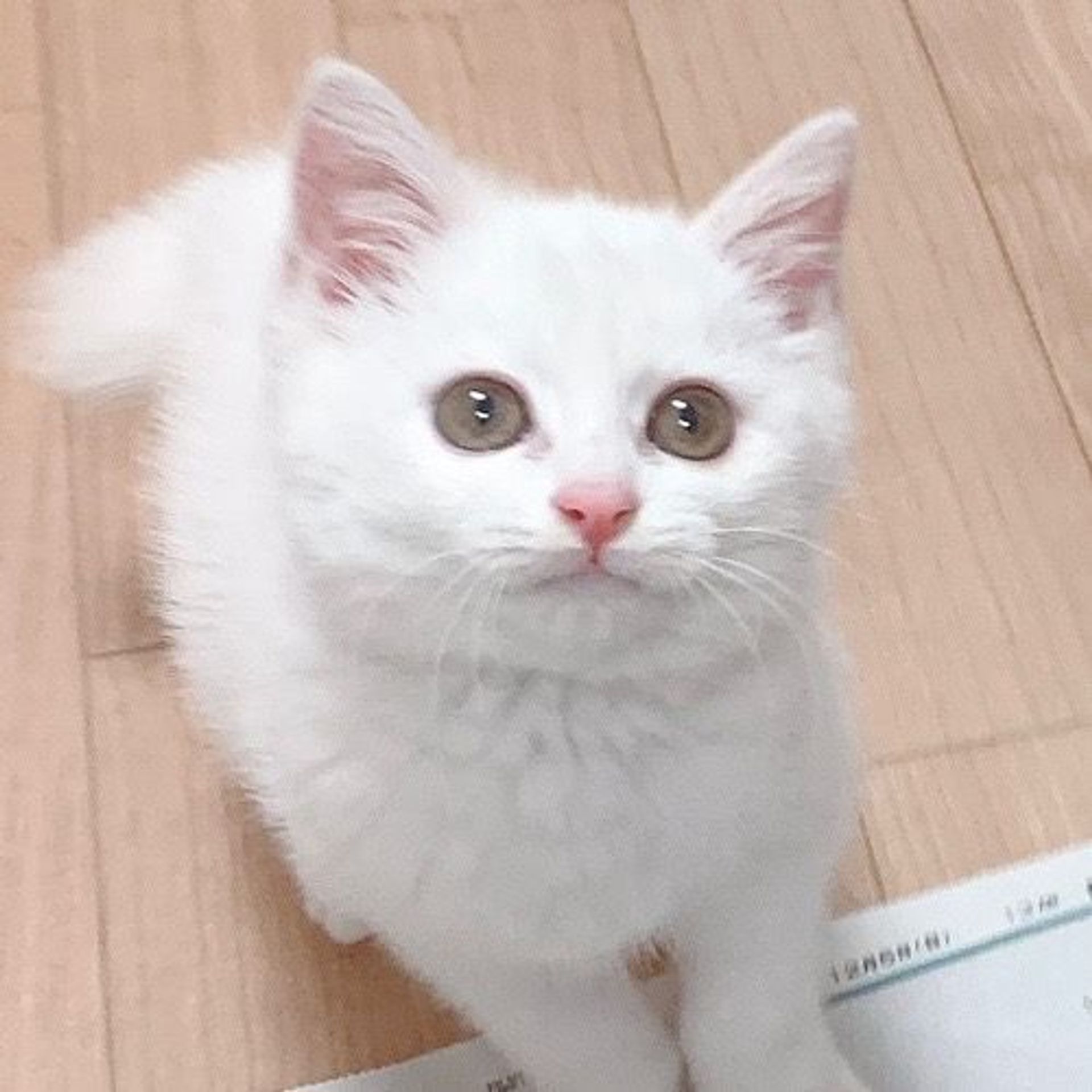 雑種（ミックス猫）・メスの里親募集の写真