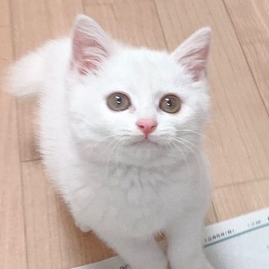 あらたちゃん★12/26譲渡会参加