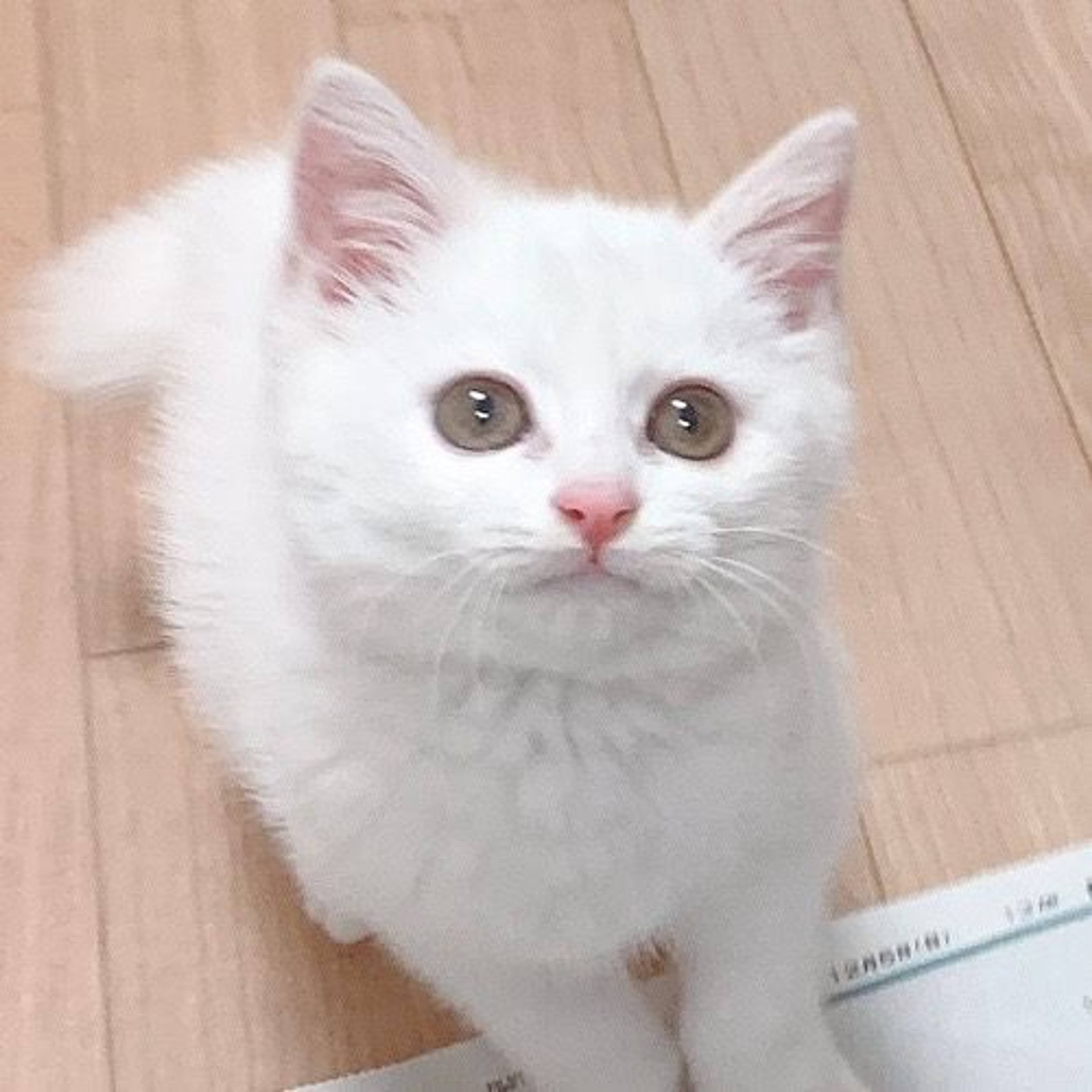 雑種（ミックス猫）・メスの里親募集の写真
