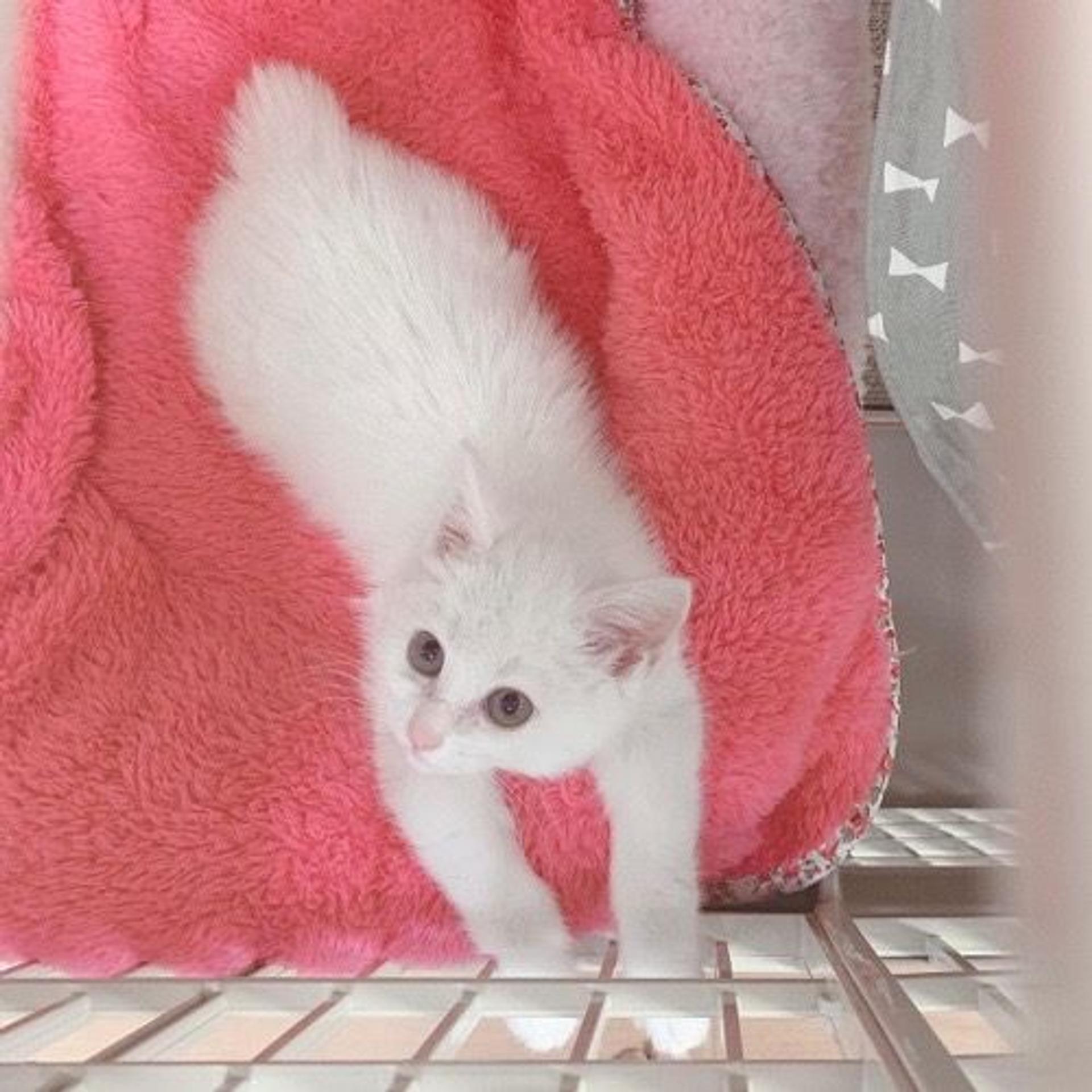 pet-image-3