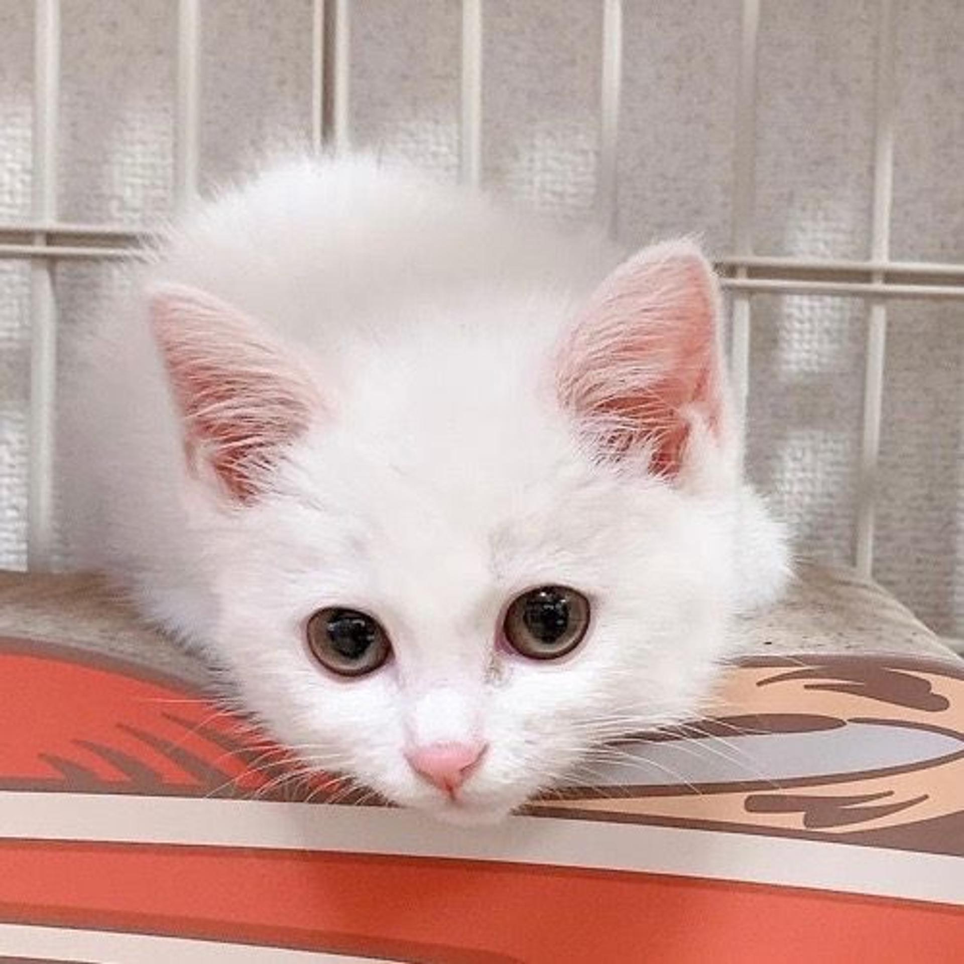 pet-image-4