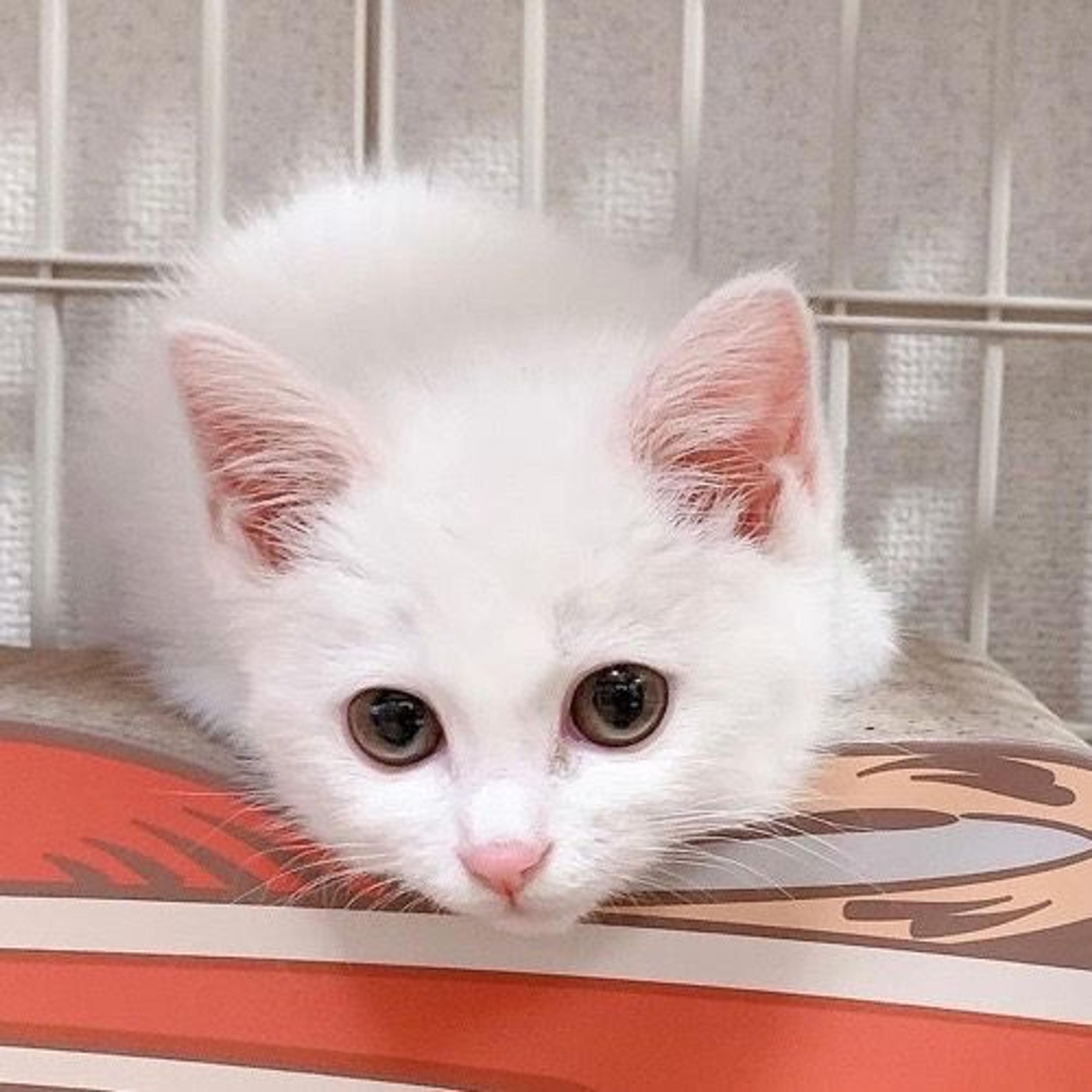 pet-image-4