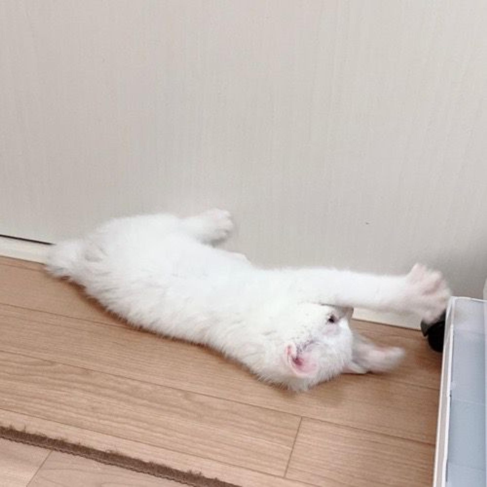 pet-image-6