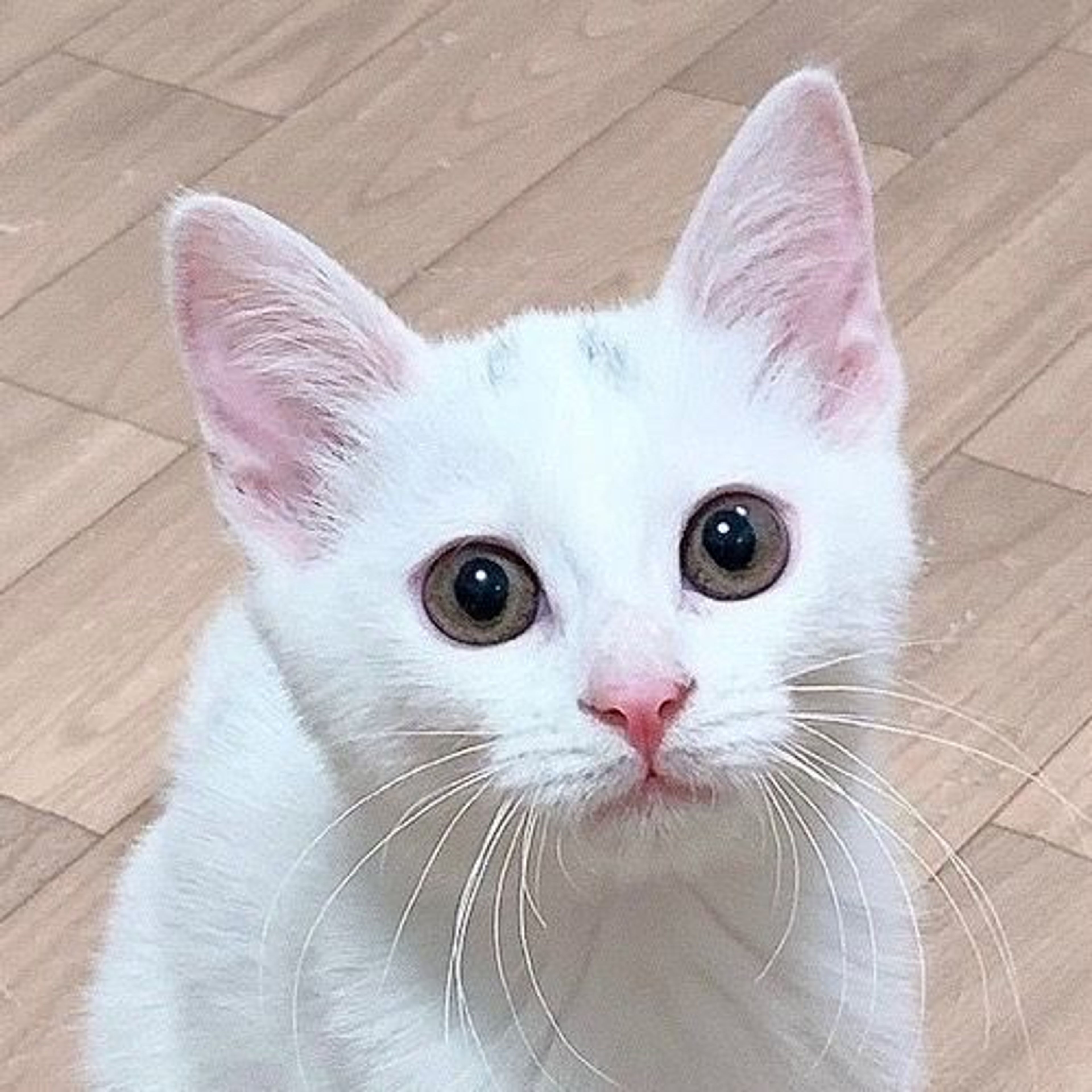 雑種（ミックス猫）・メスの里親募集の写真