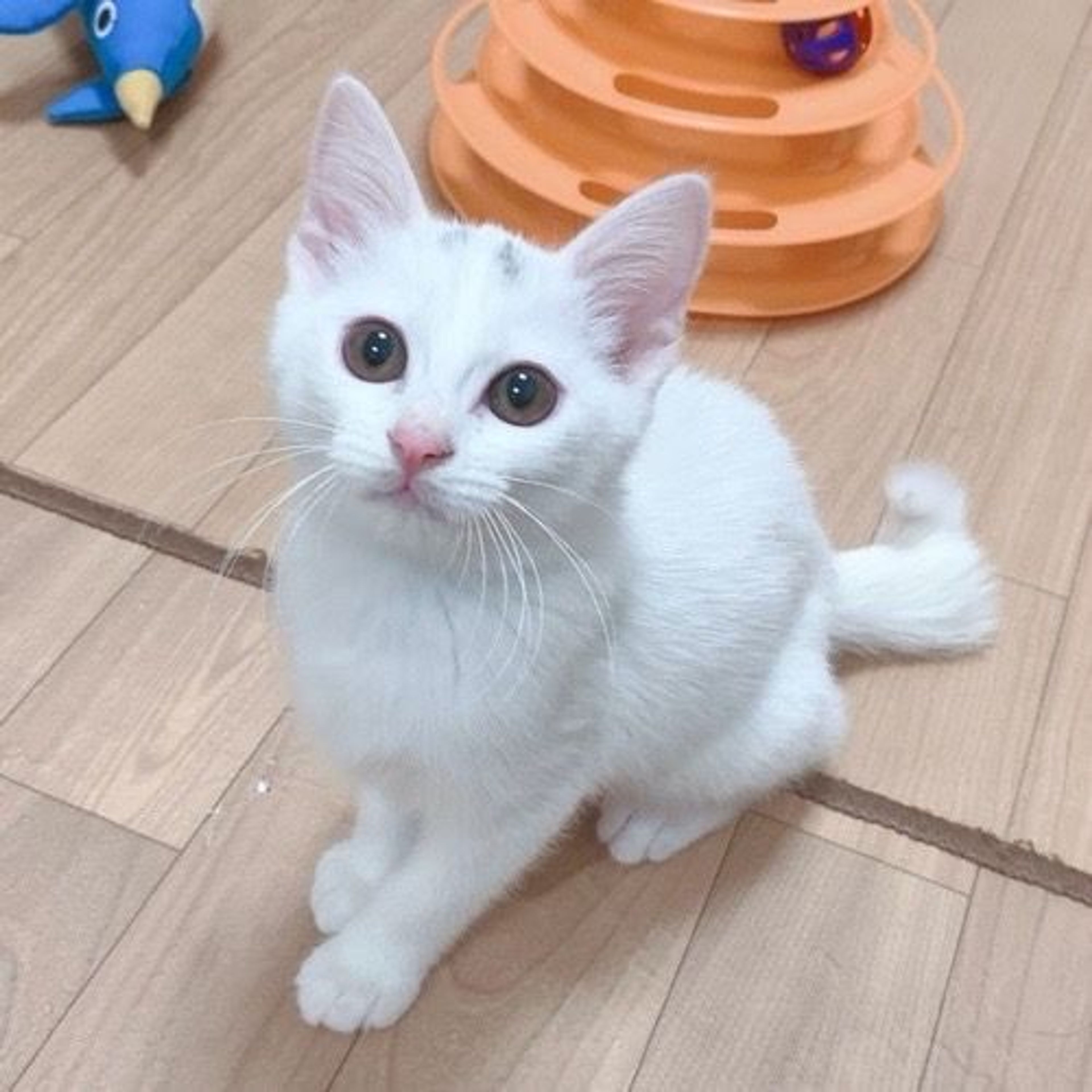 pet-image-2
