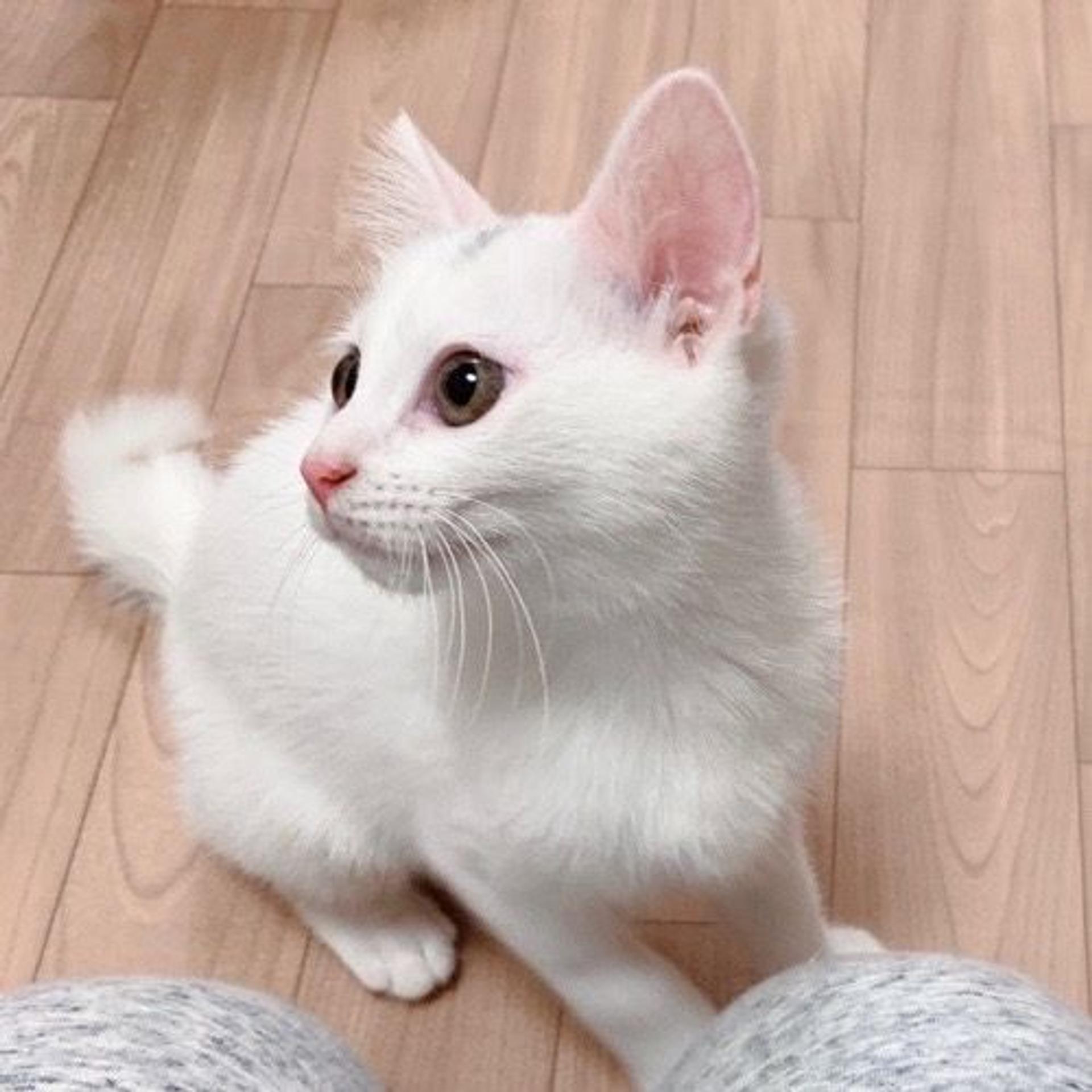 pet-image-3