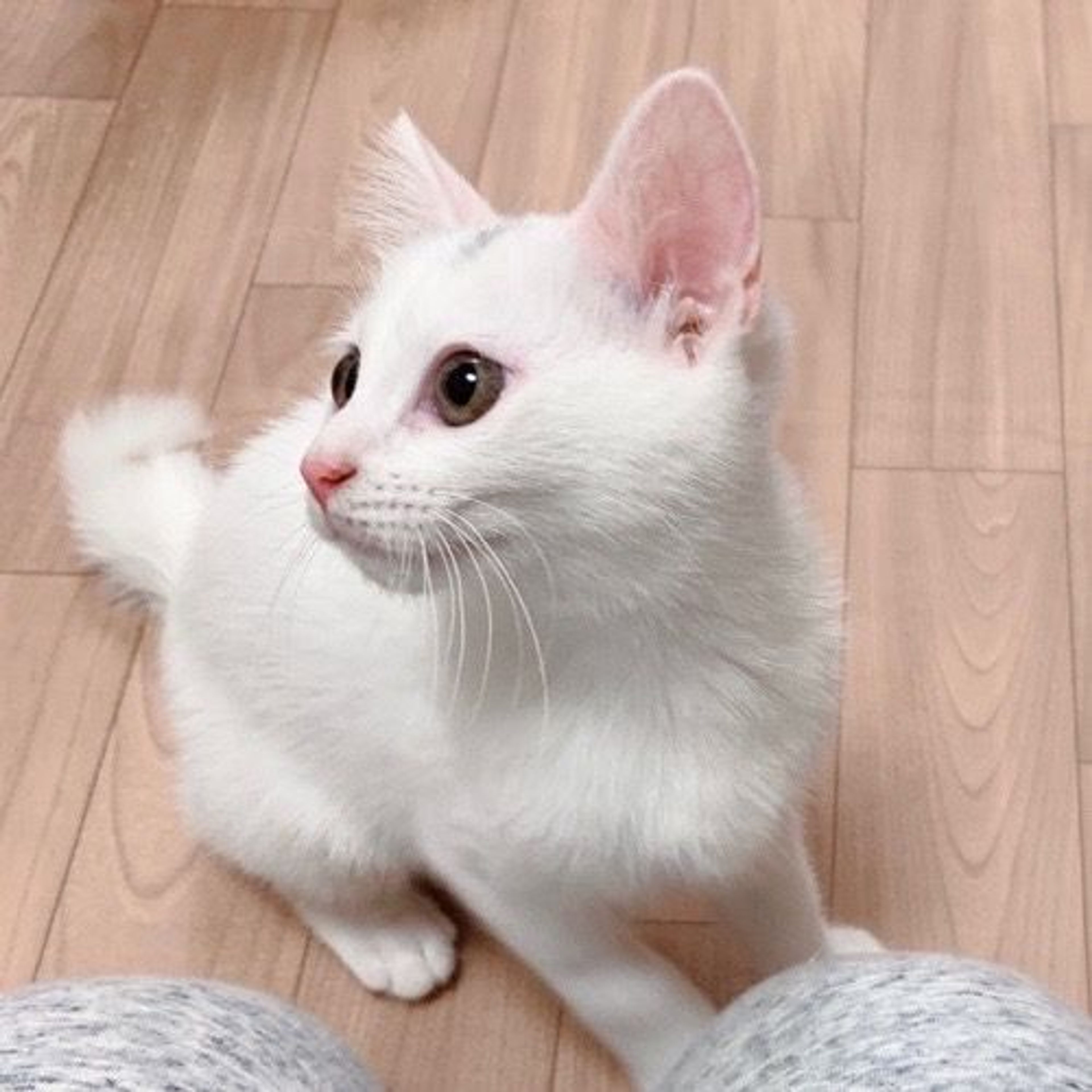 pet-image-3
