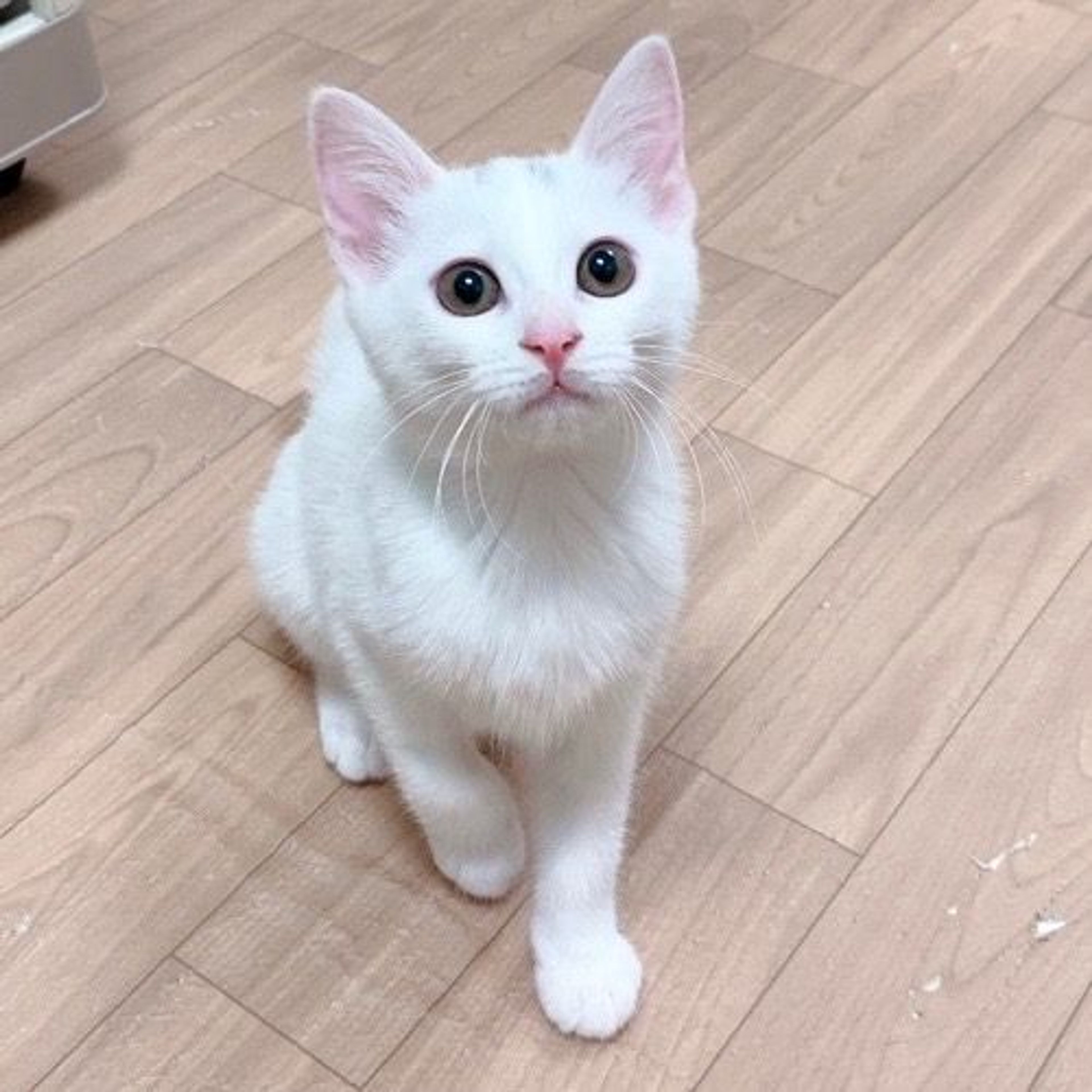 pet-image-4