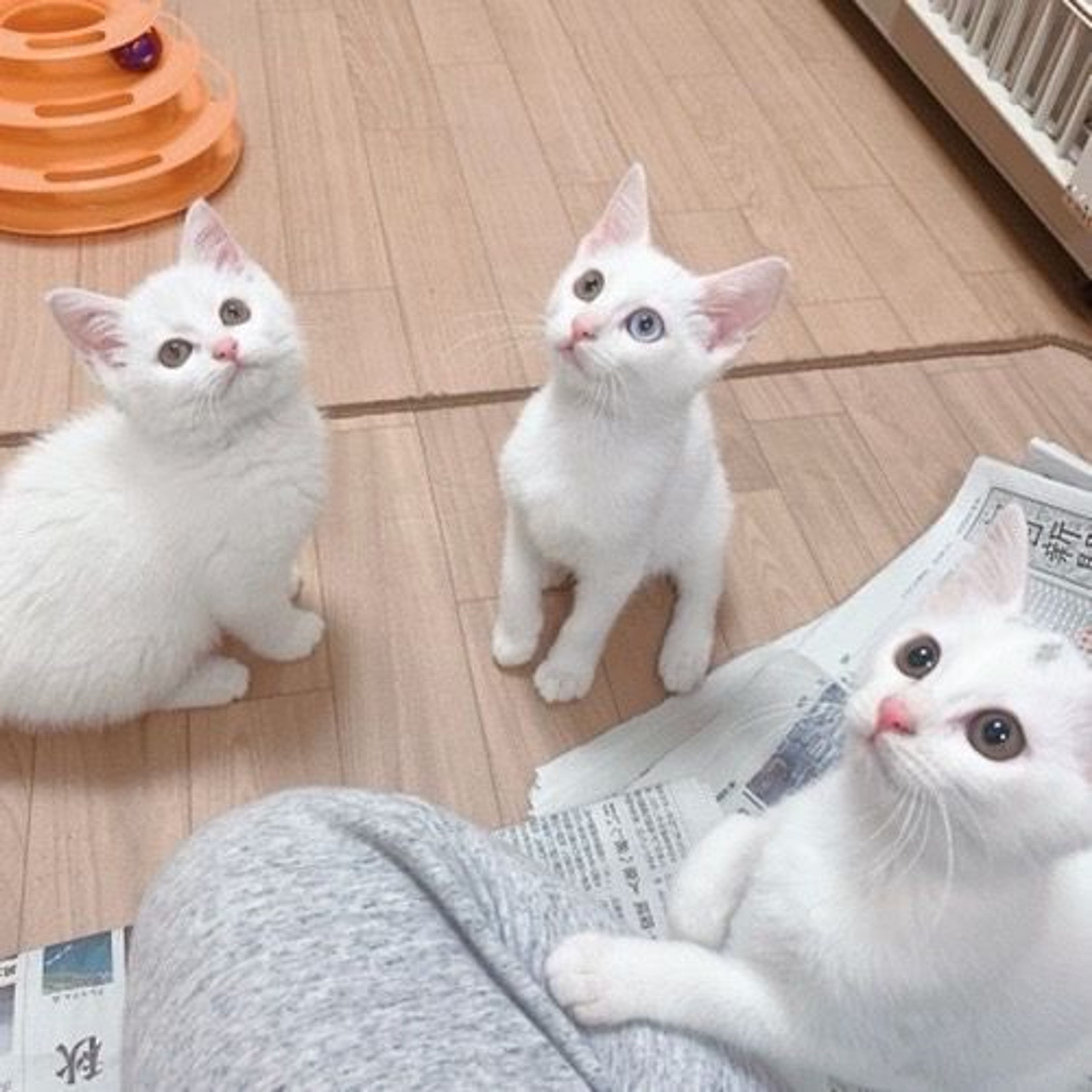 pet-image-5