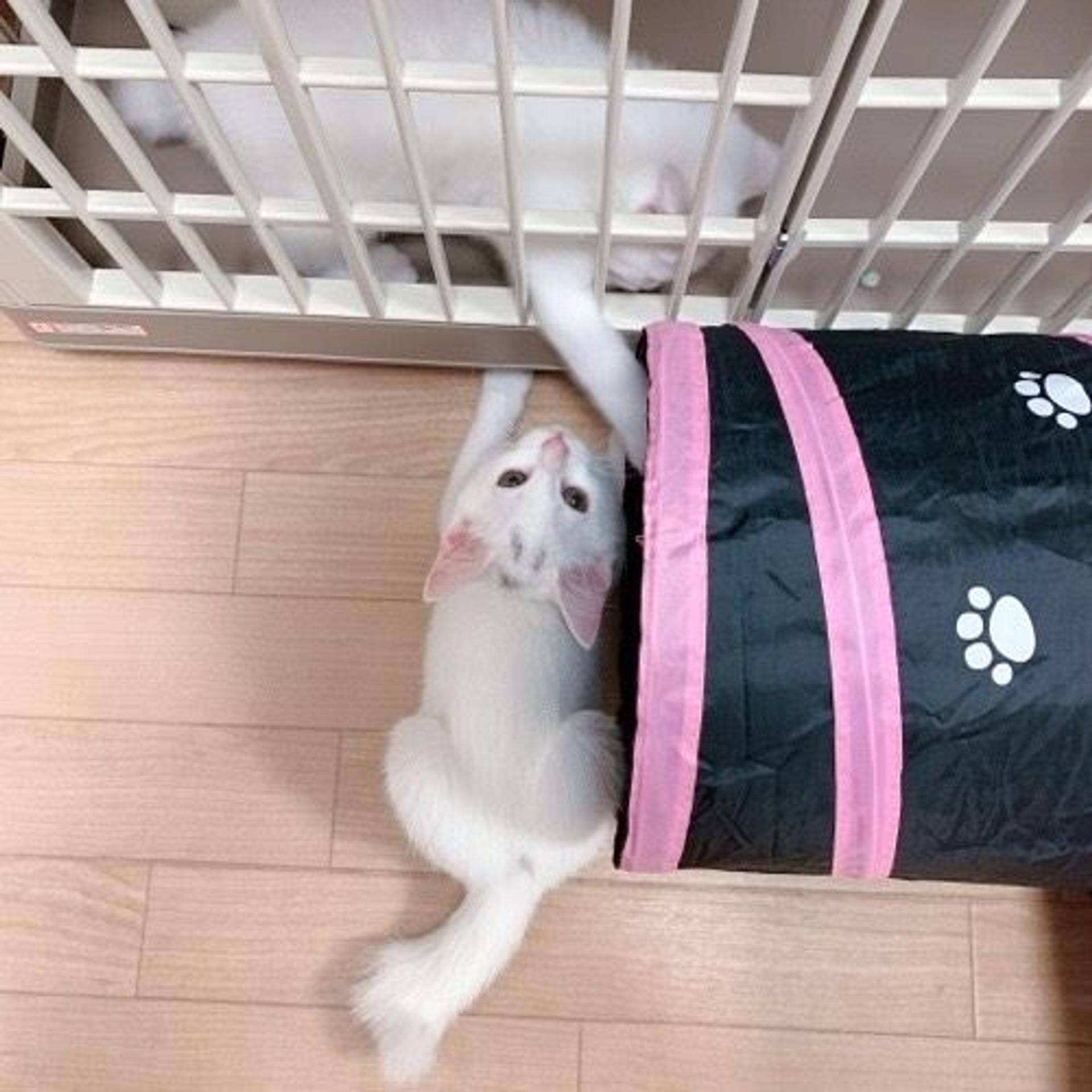 pet-image-6
