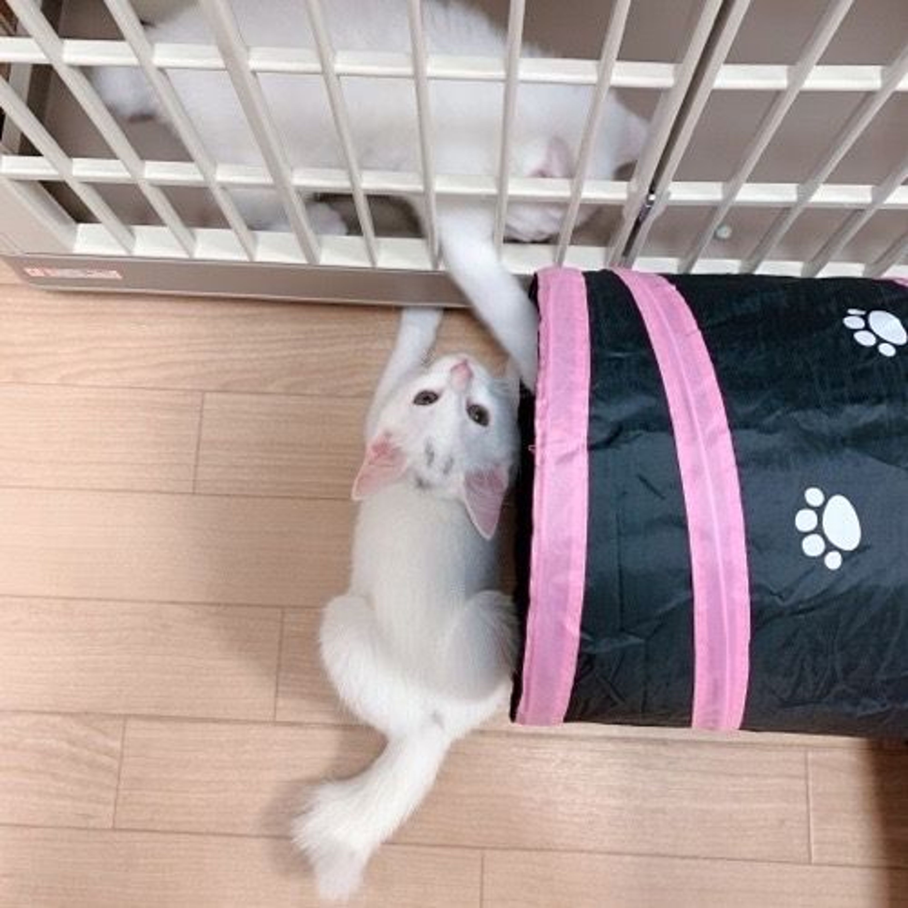pet-image-6