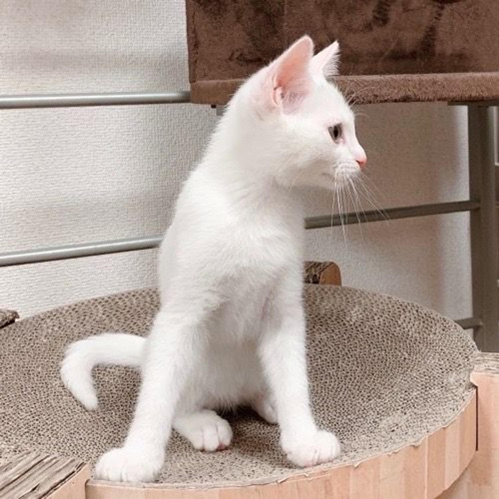 pet-image-4