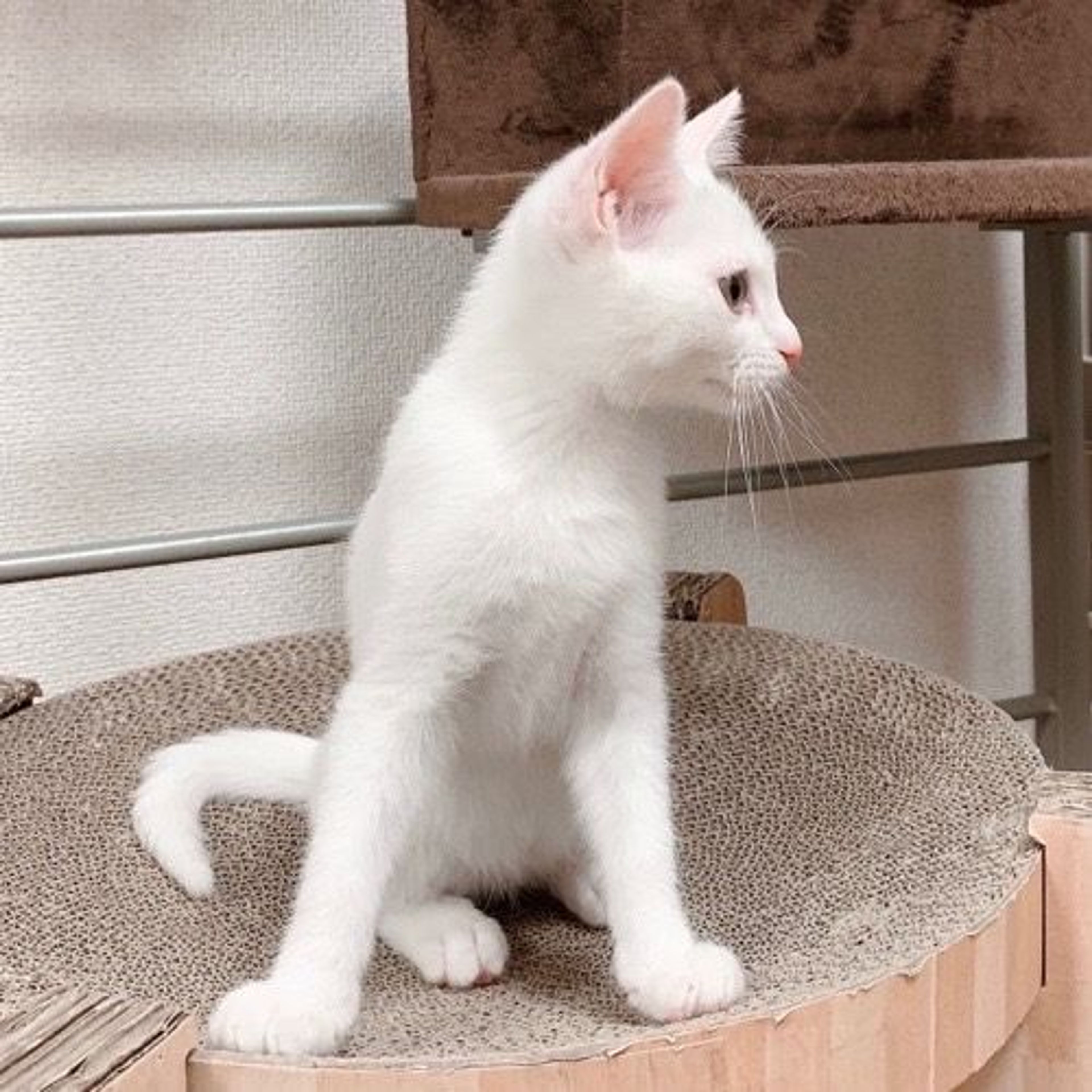 pet-image-4