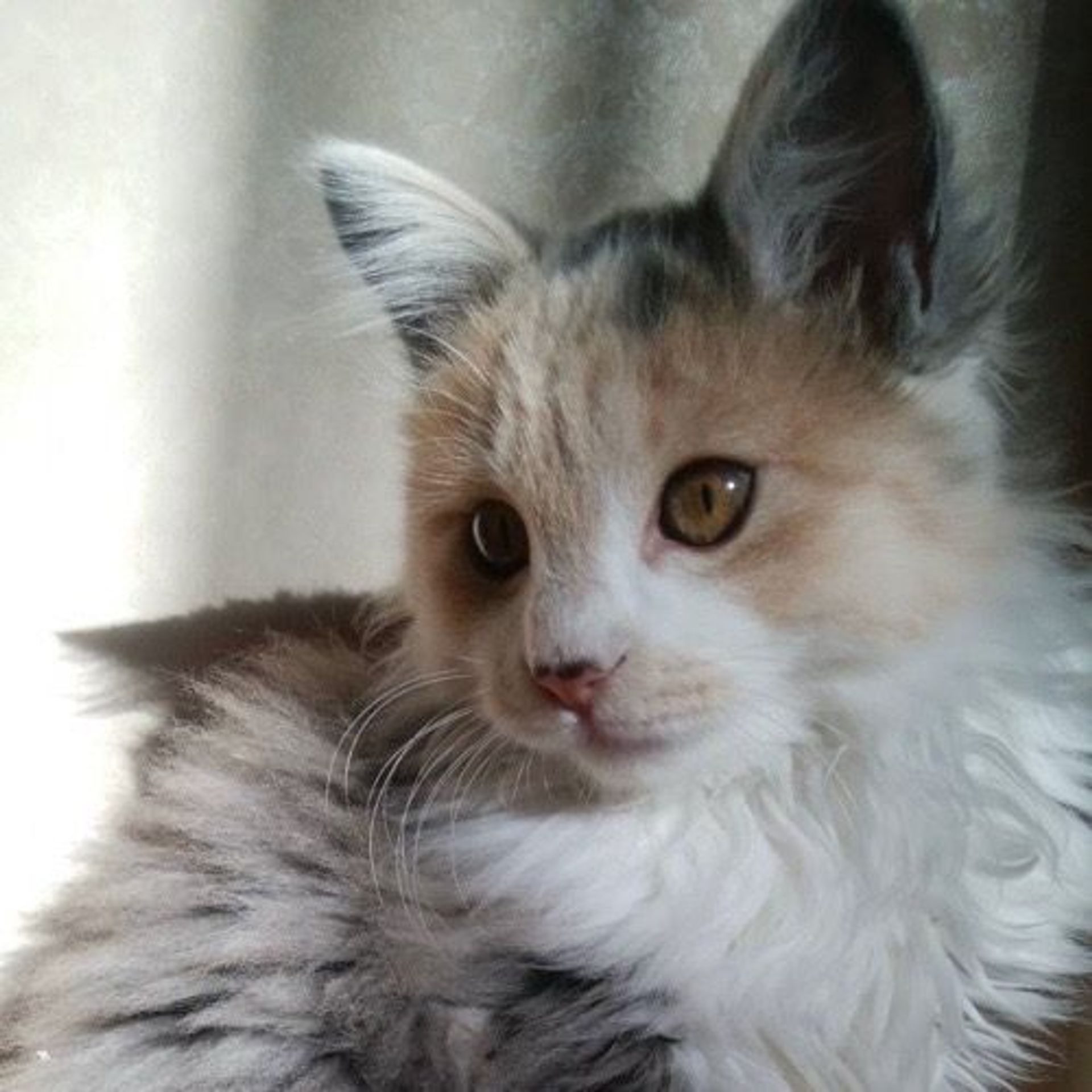 雑種（ミックス猫）・メスの里親募集の写真