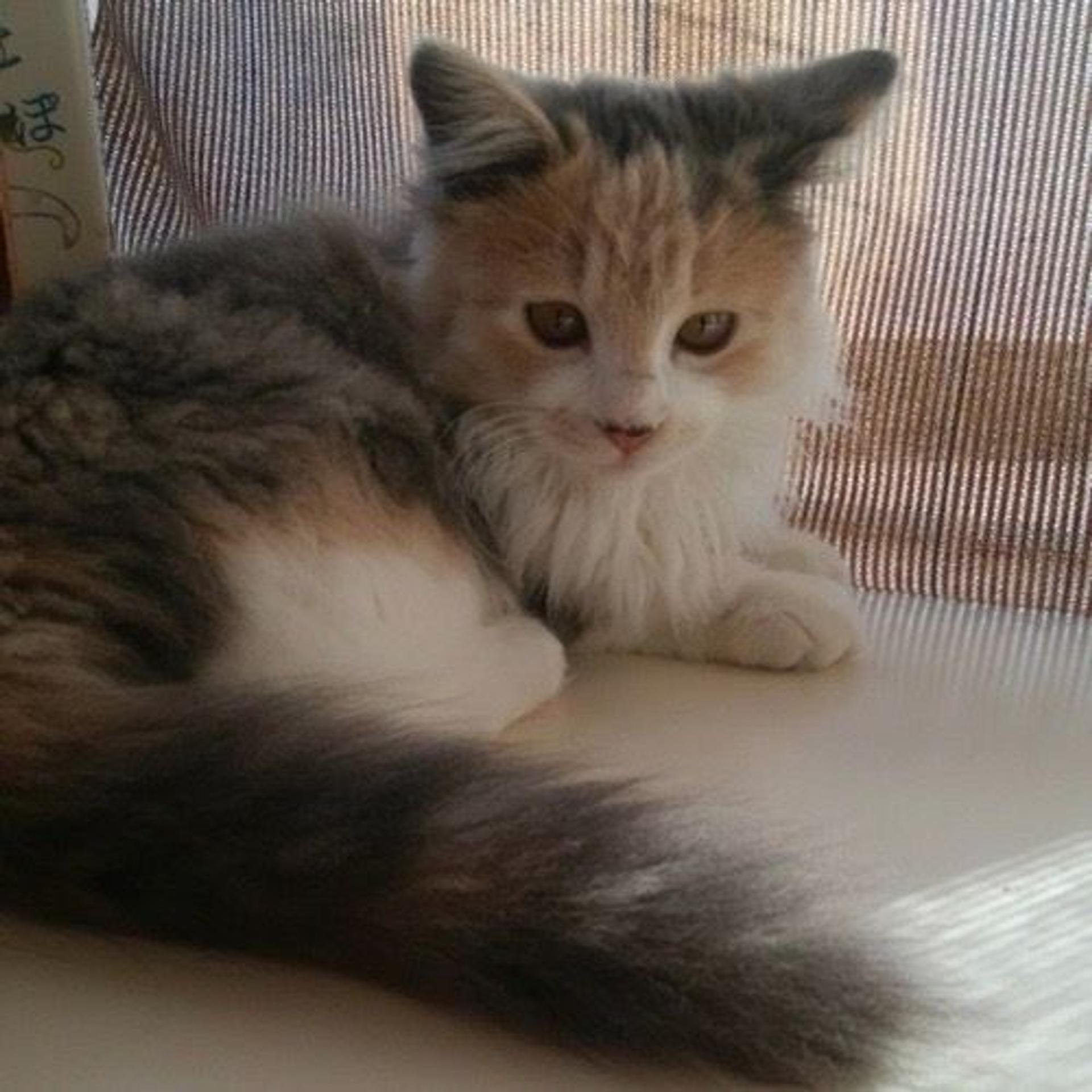 pet-image-3