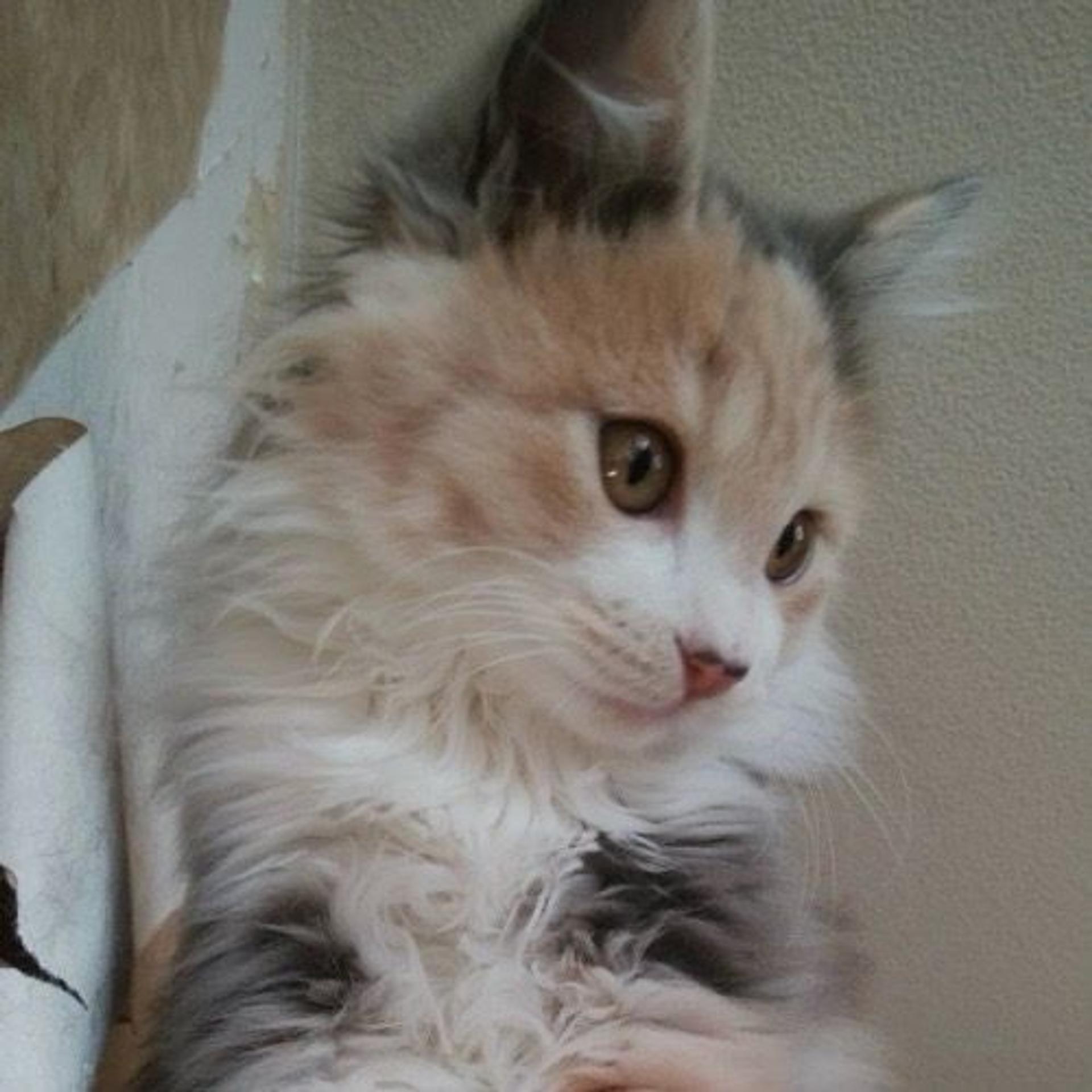 pet-image-4