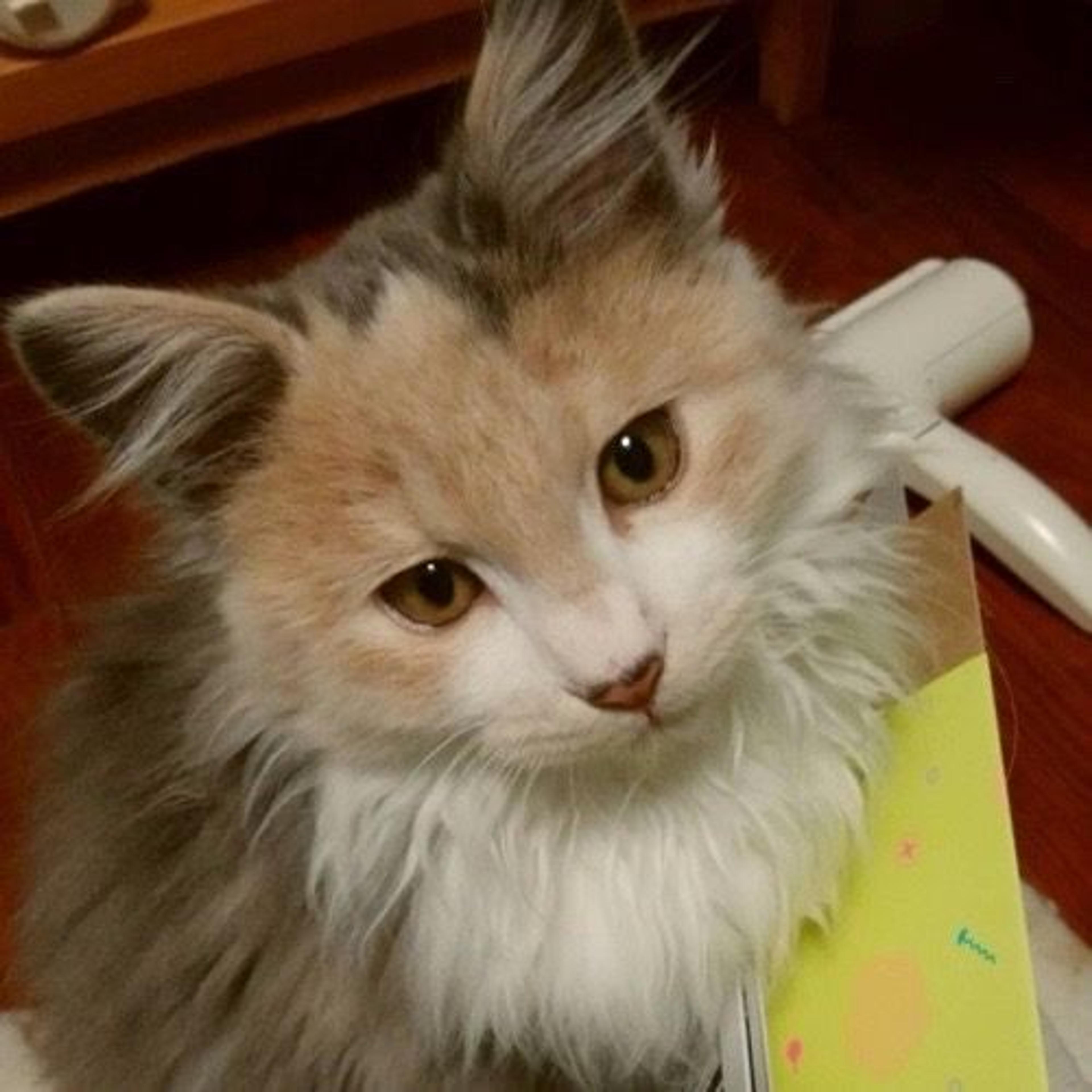 pet-image-5