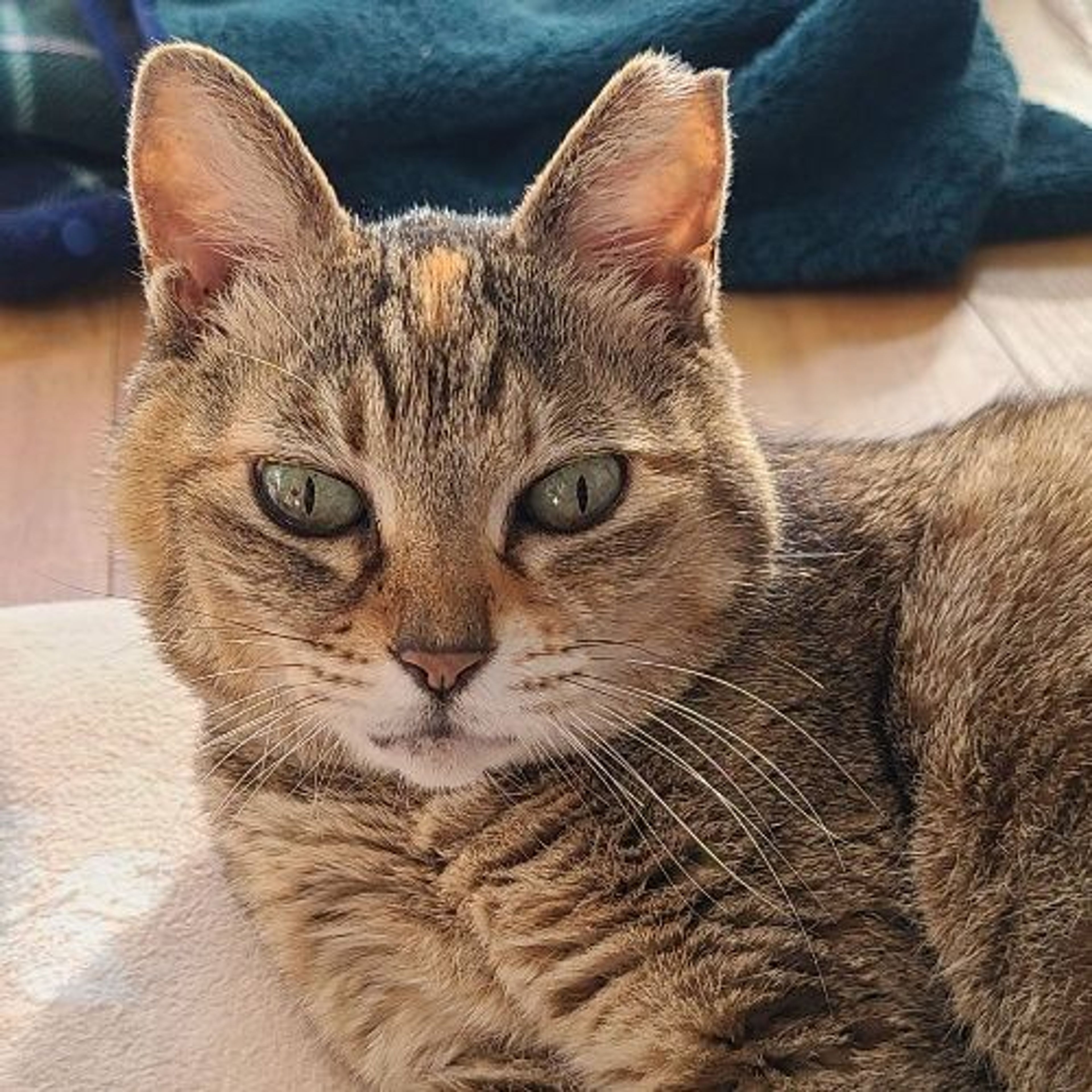 雑種（ミックス猫）・メスの里親募集の写真