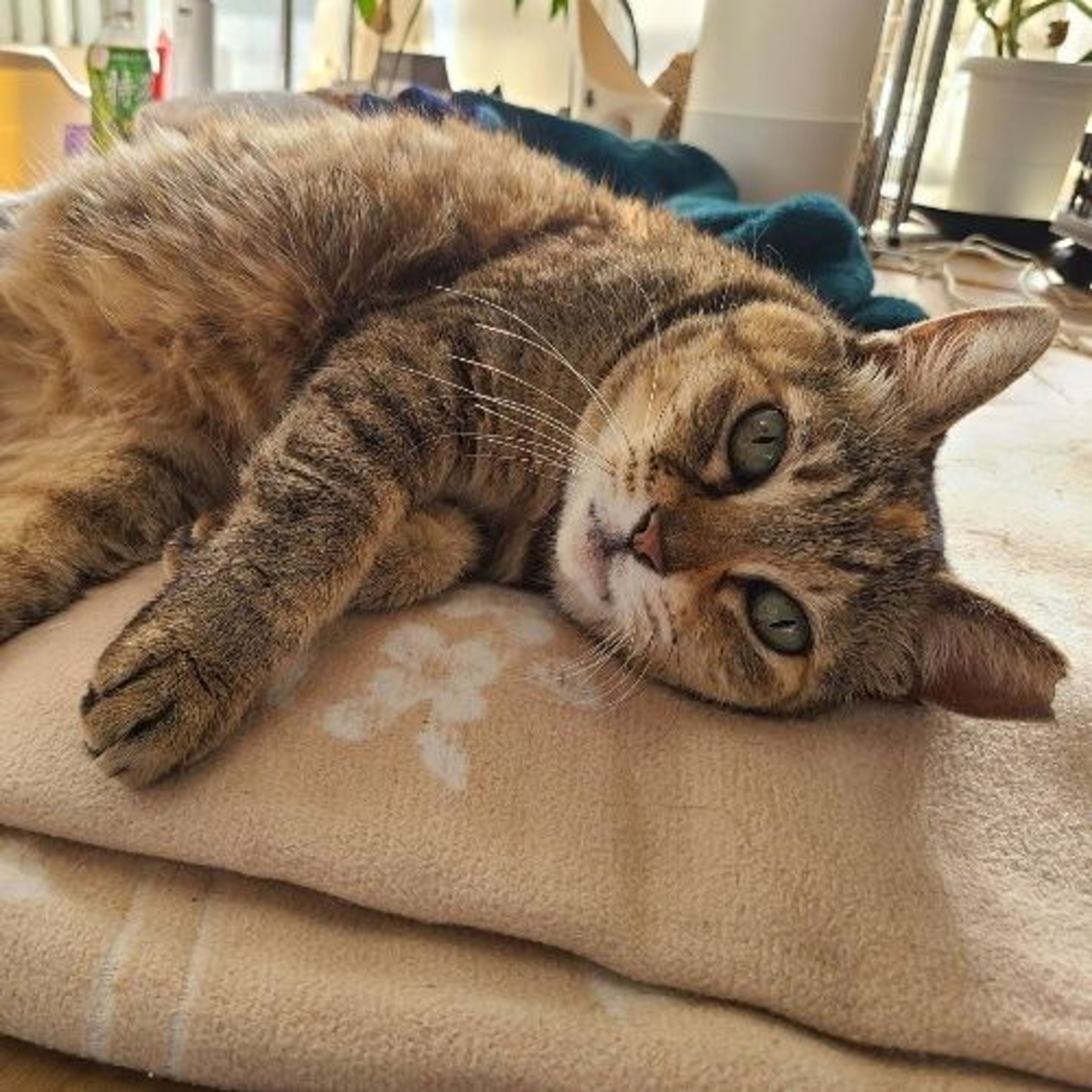 pet-image-2