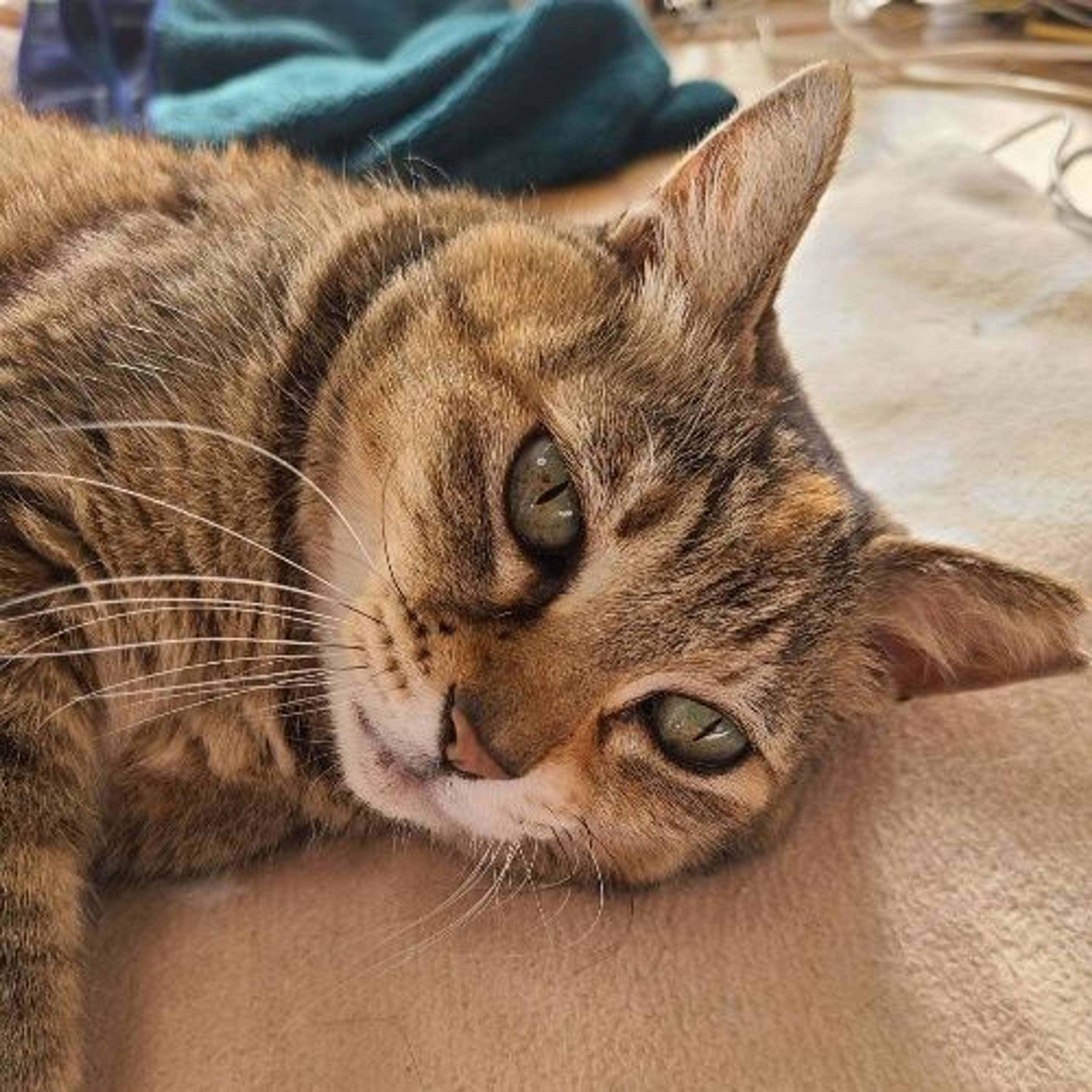 pet-image-4