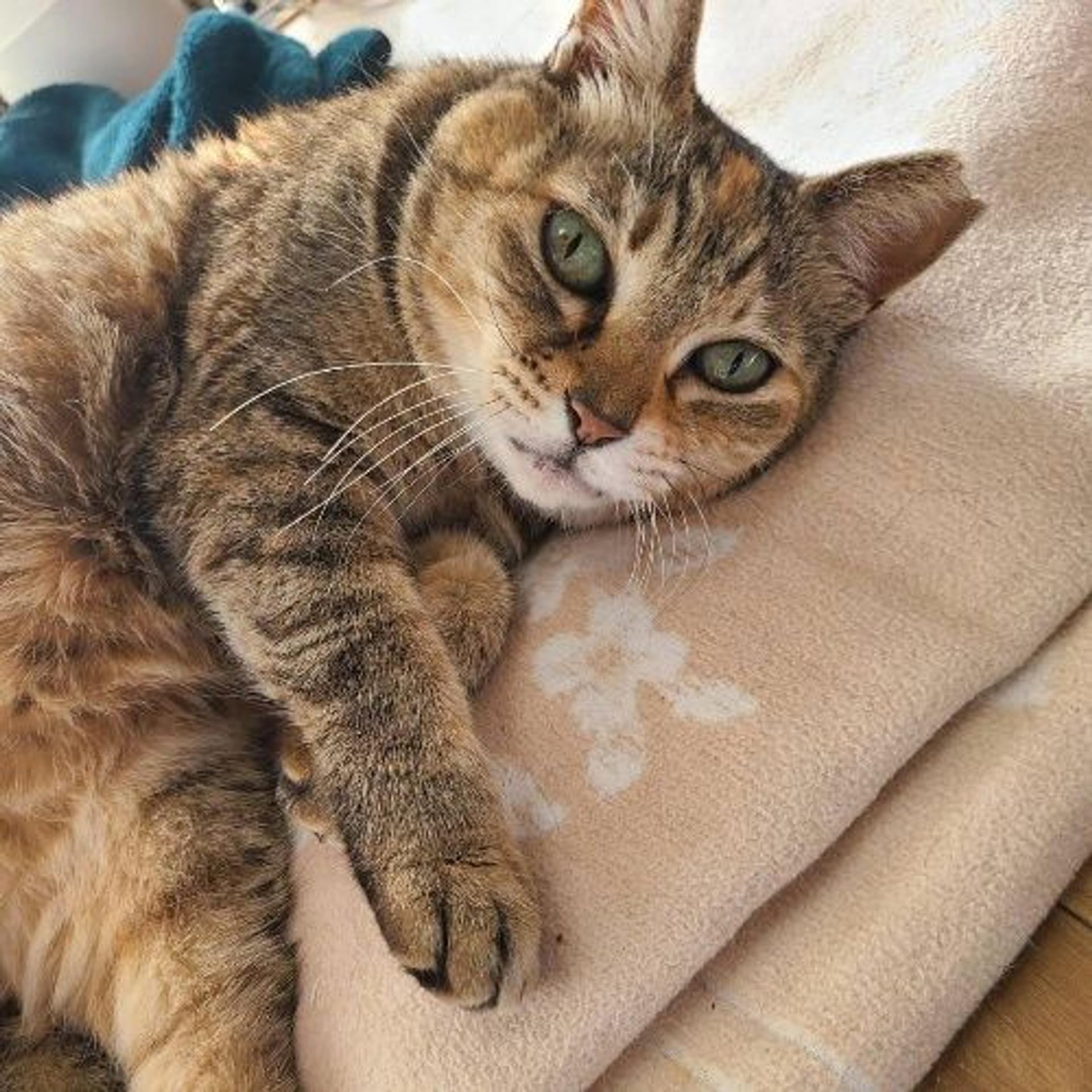 pet-image-6