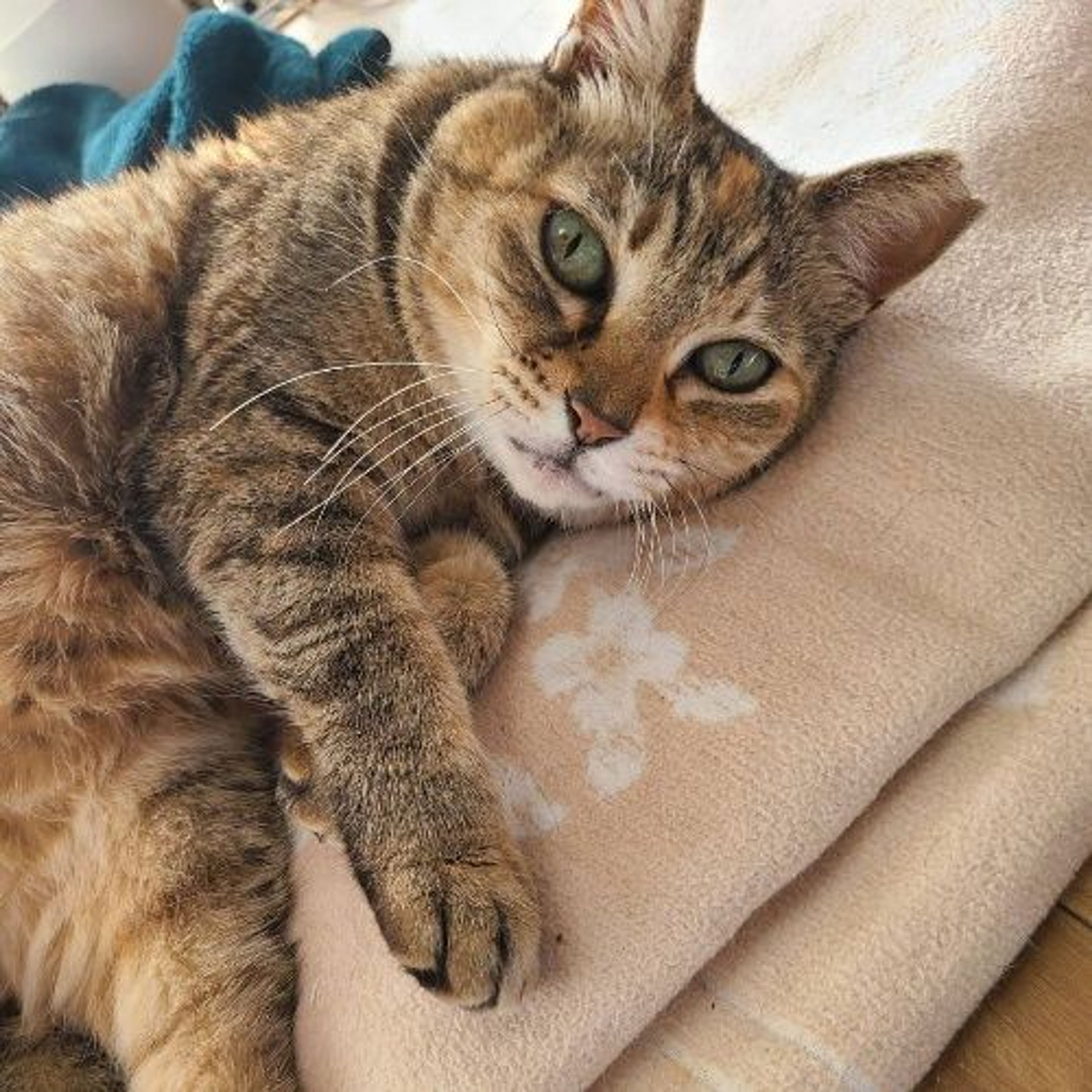 pet-image-6