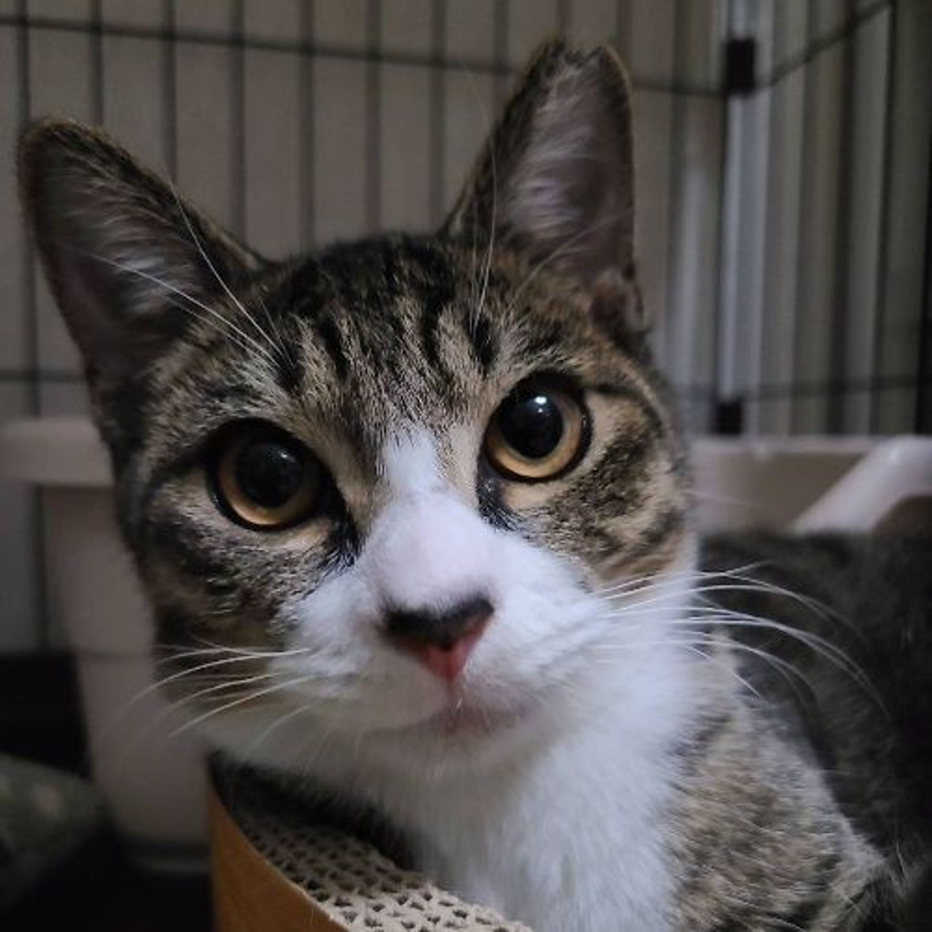pet-image-2