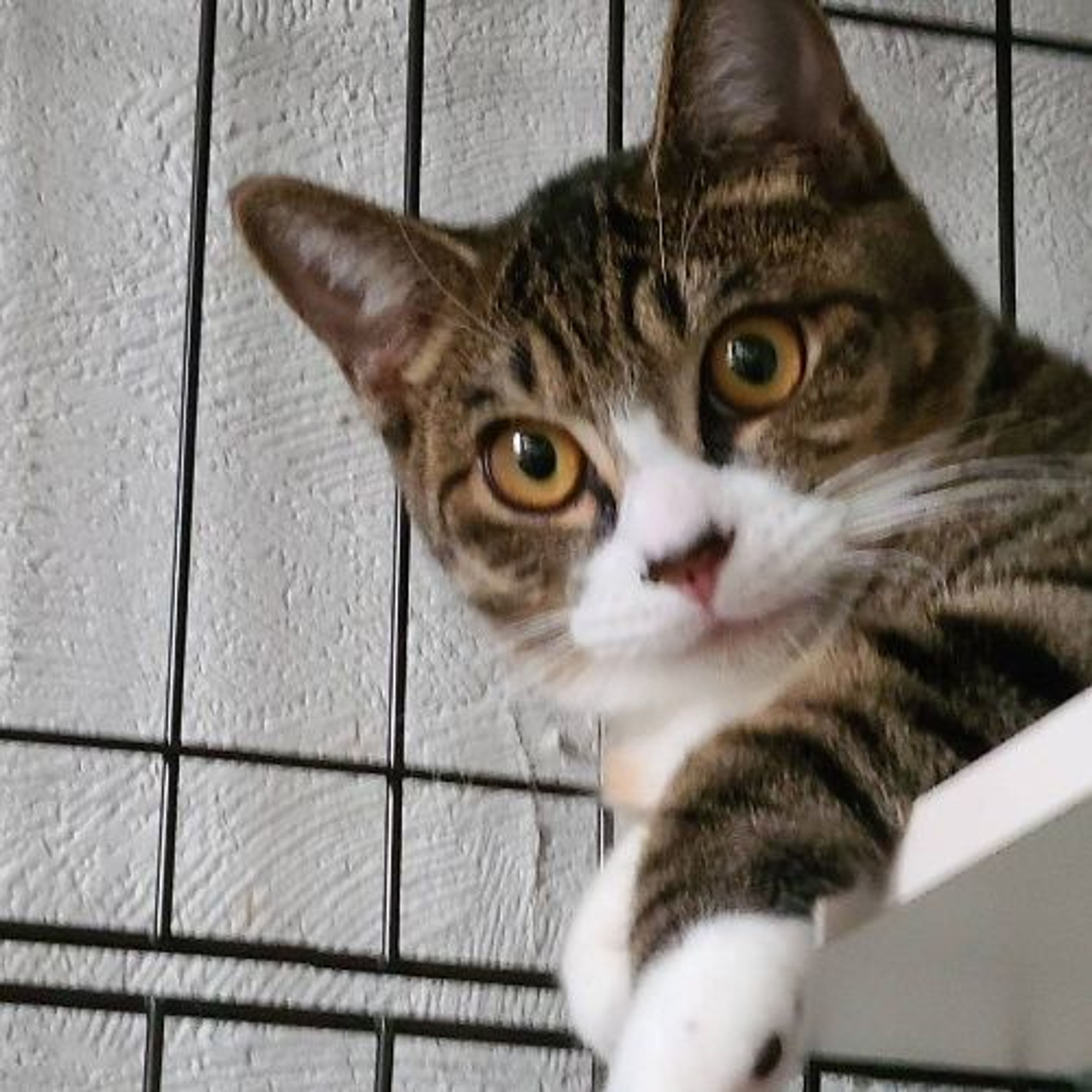 pet-image-3