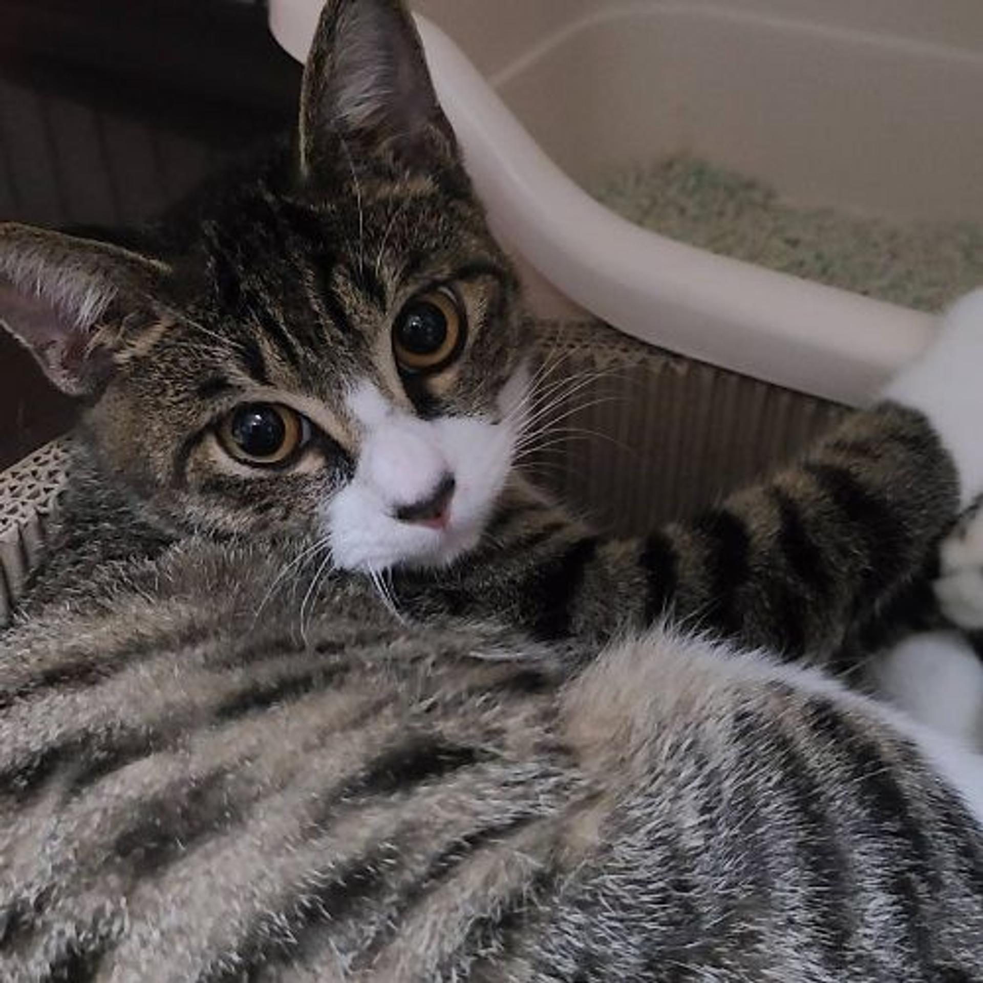 pet-image-5