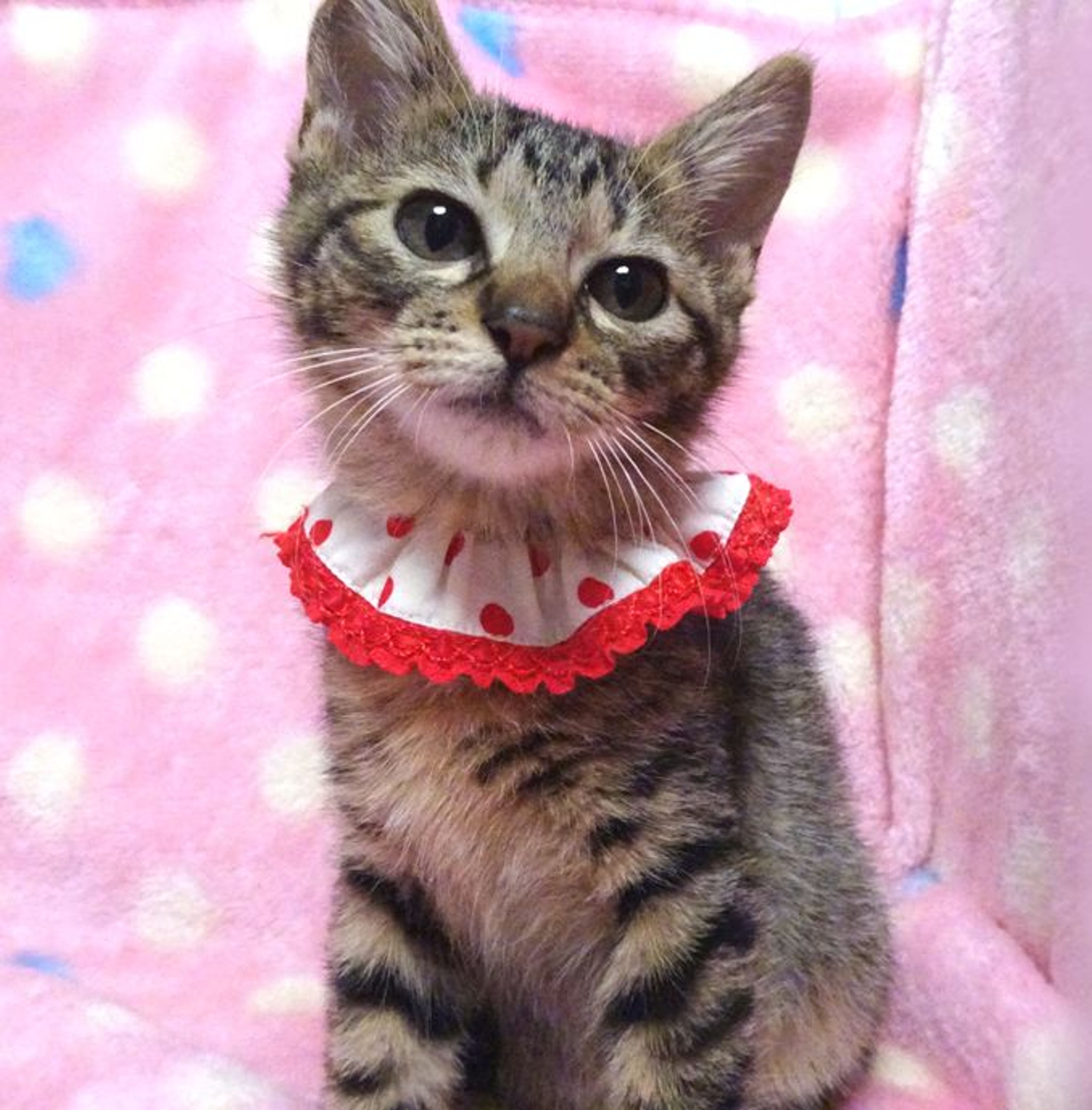 雑種（ミックス猫）・メスの里親募集の写真