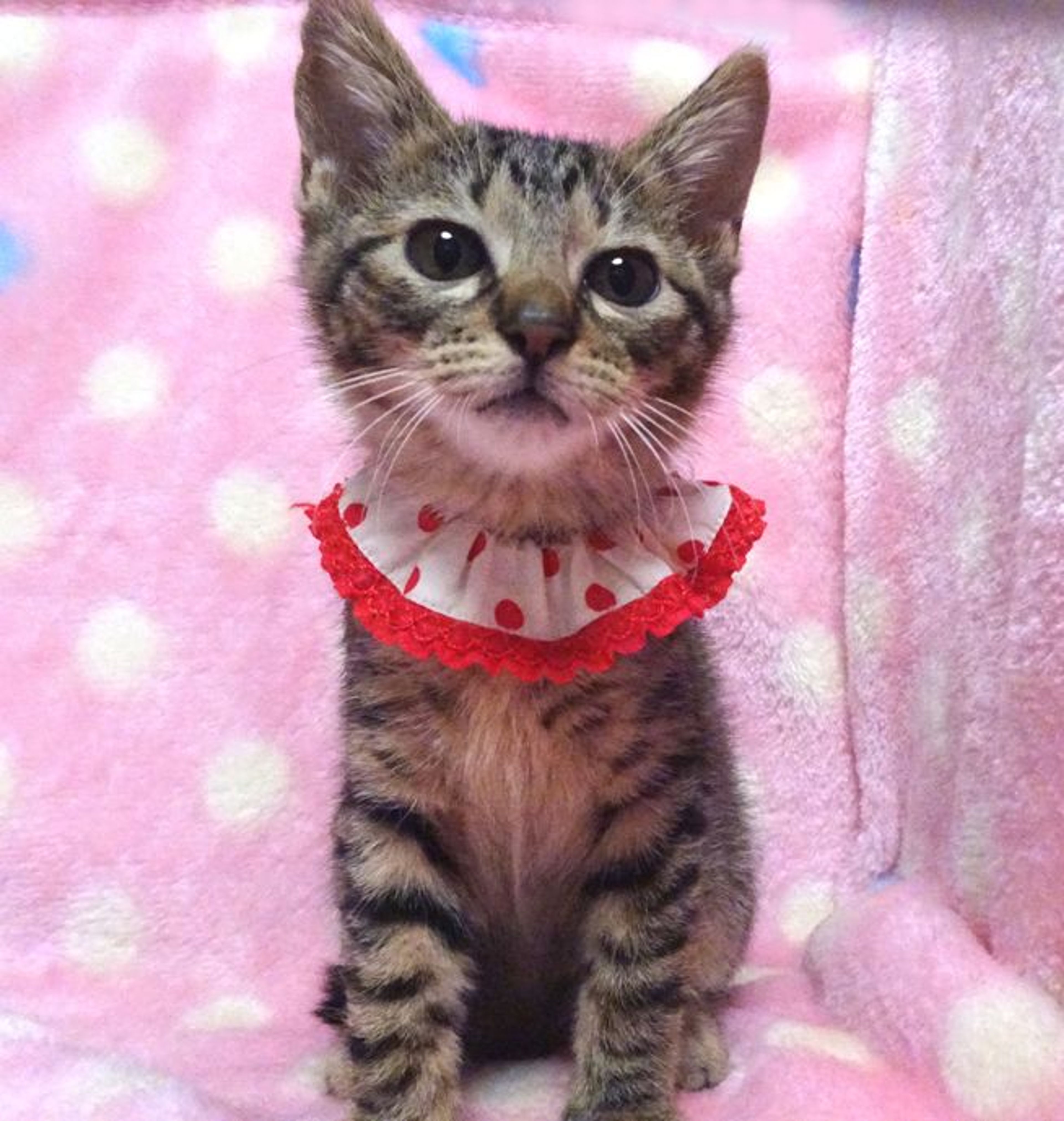 pet-image-3