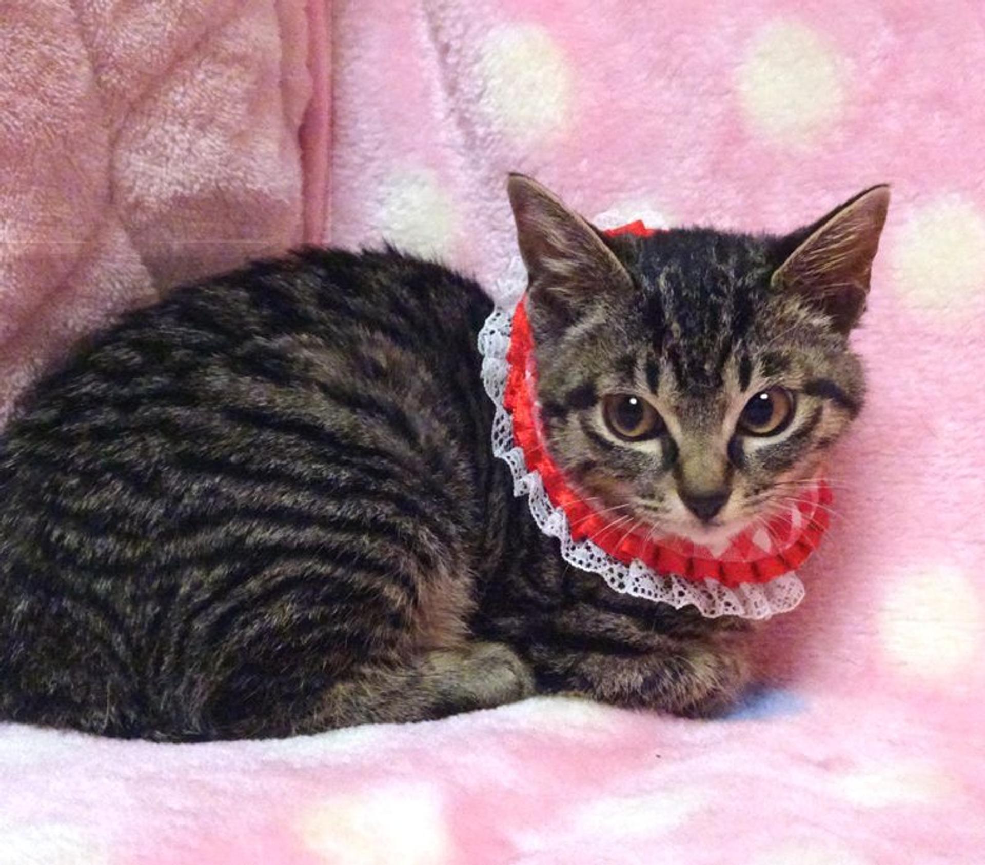 pet-image-2