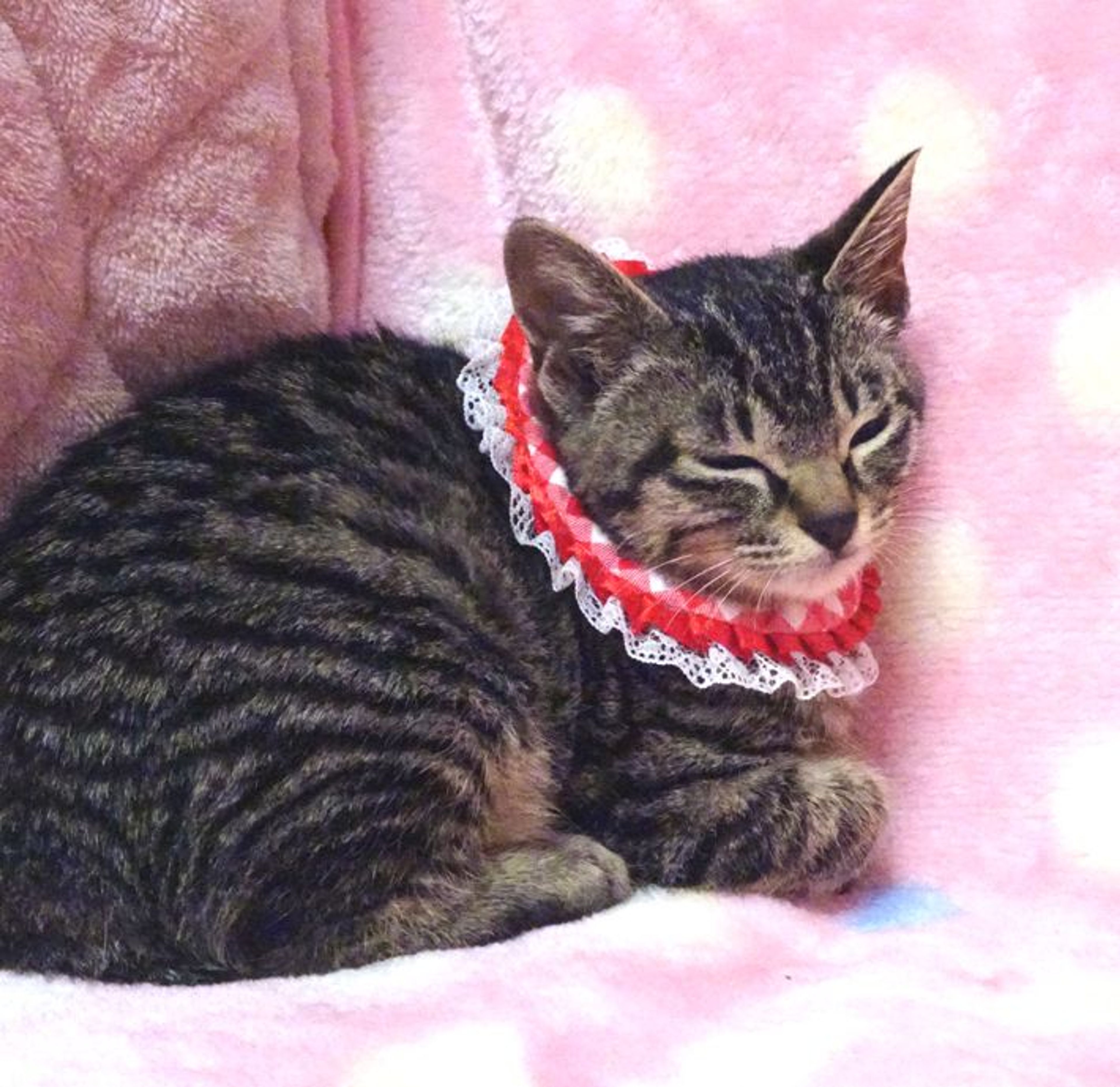 pet-image-3
