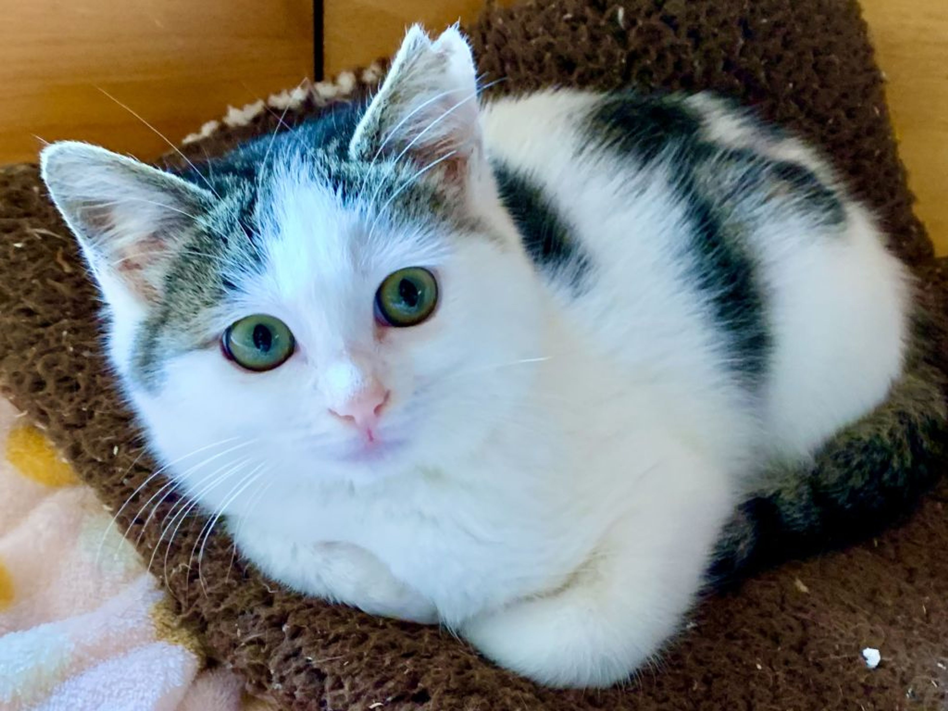 日本猫・メスの里親募集の写真