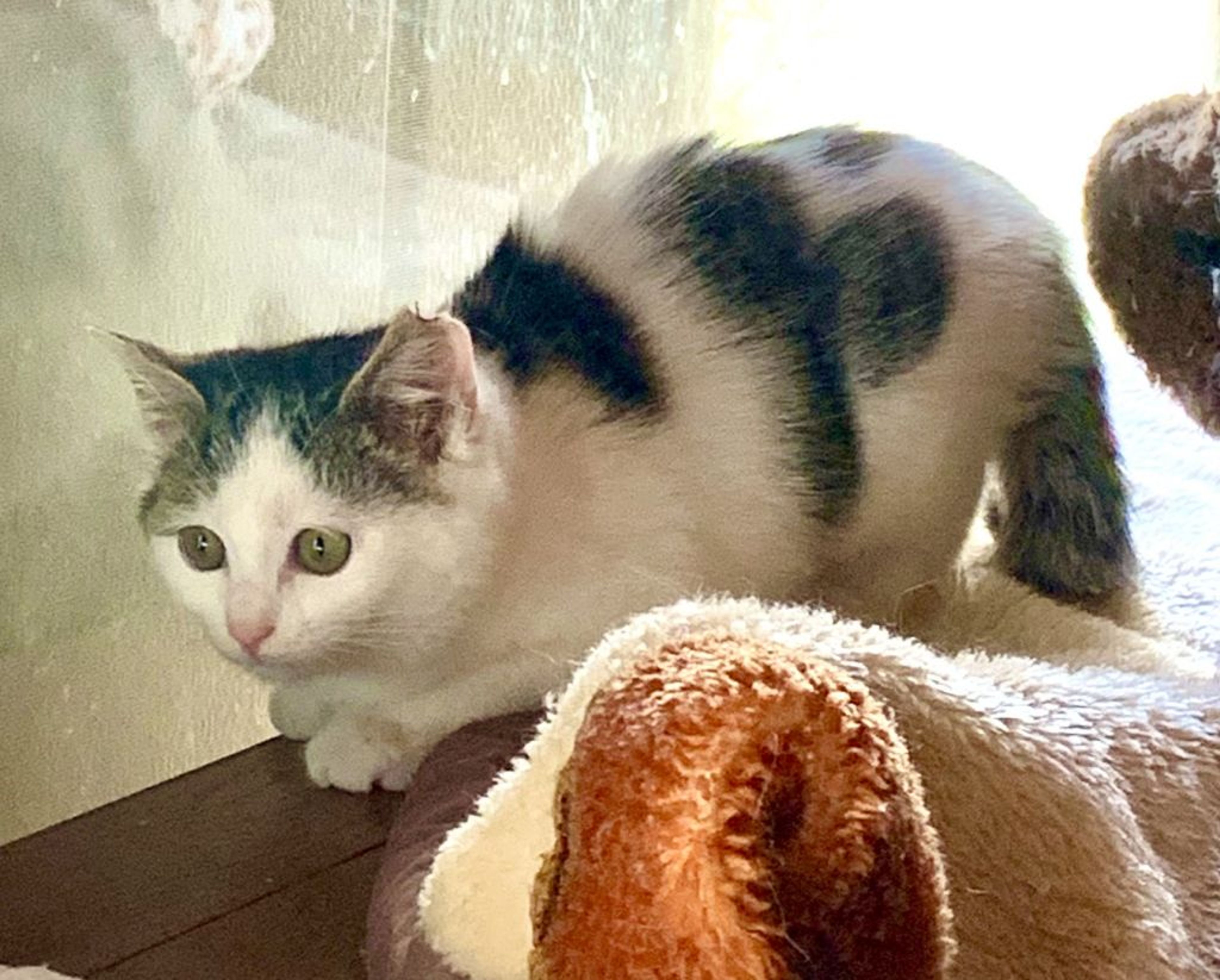 pet-image-3