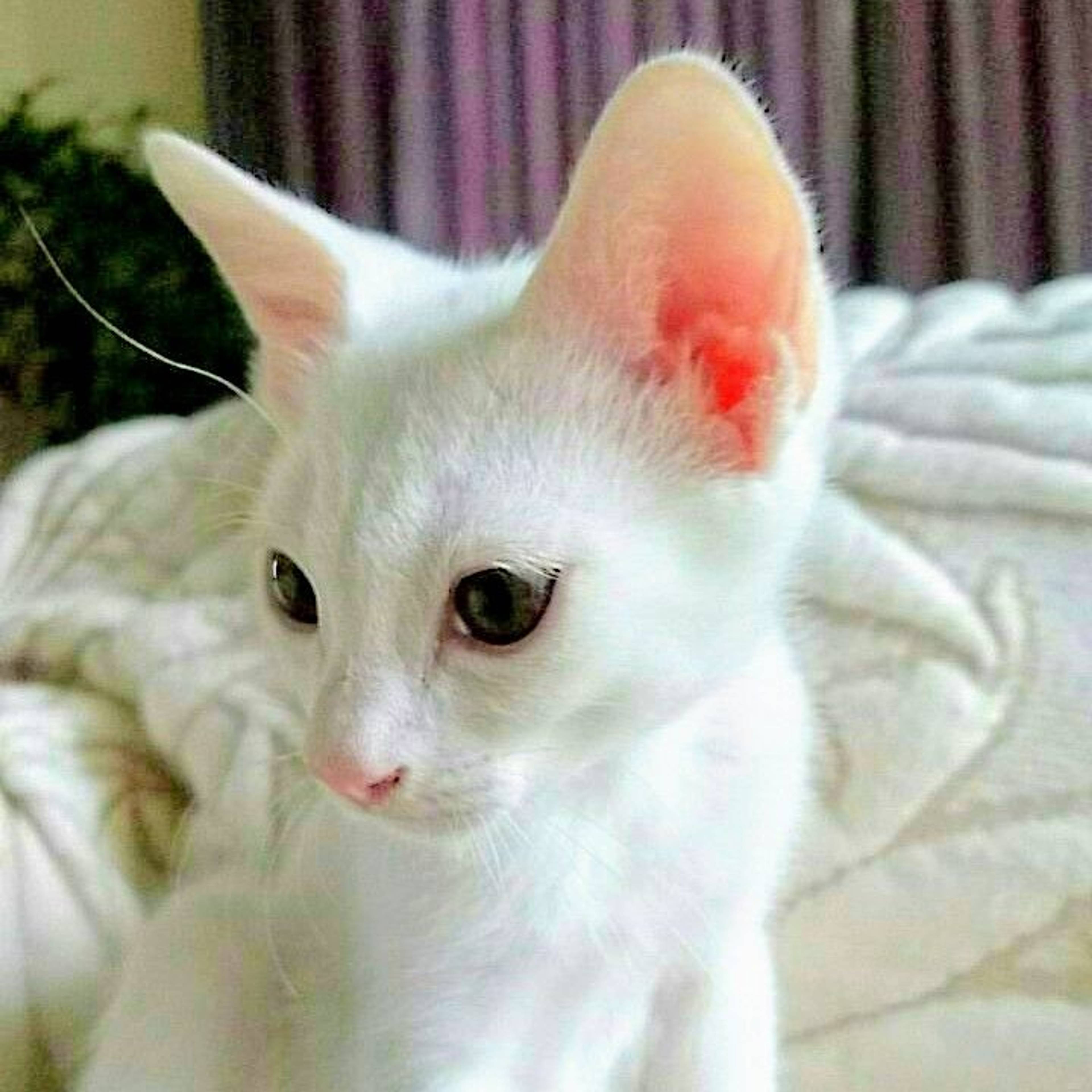 雑種（ミックス猫）・オスの里親募集の写真