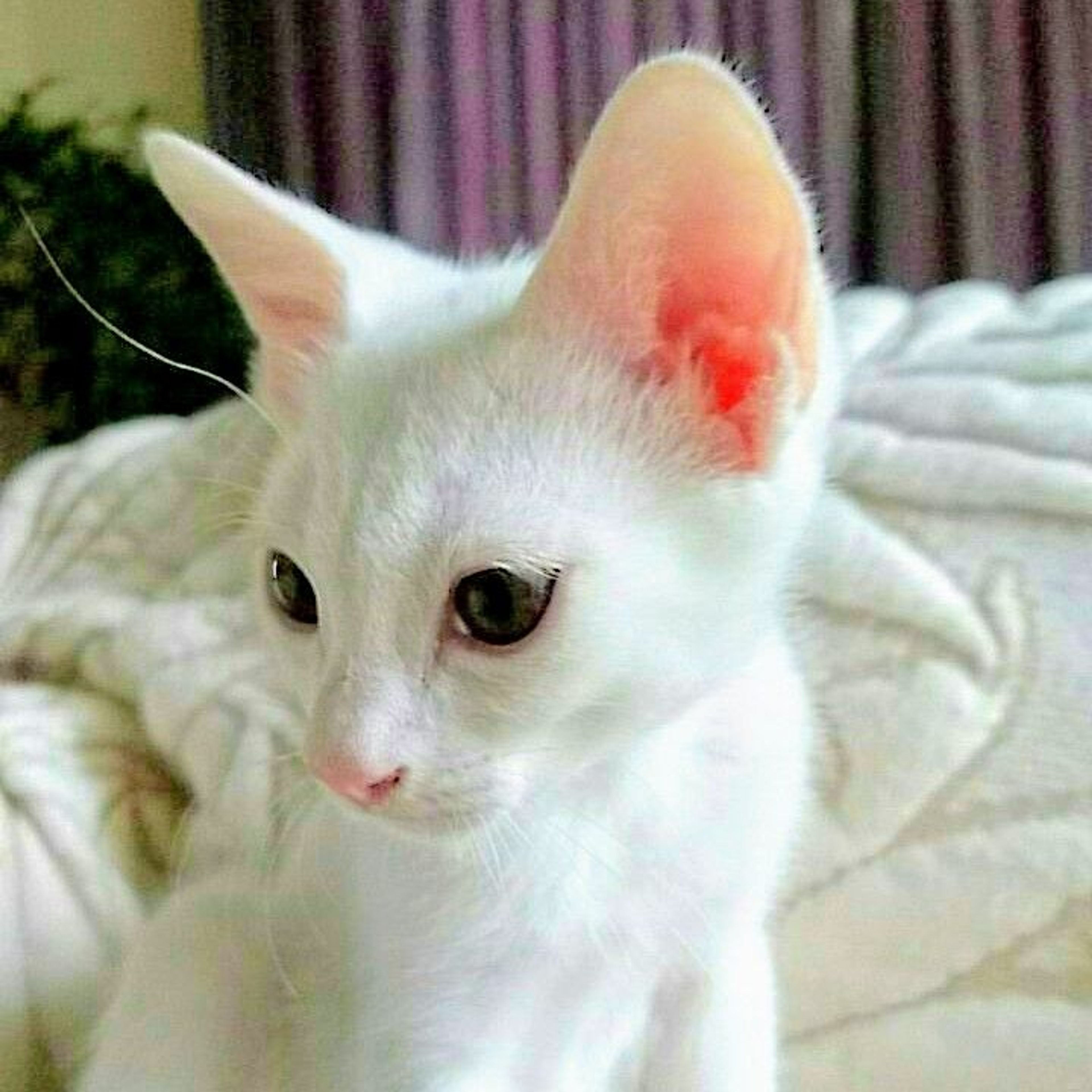 雑種（ミックス猫）・オスの里親募集の写真