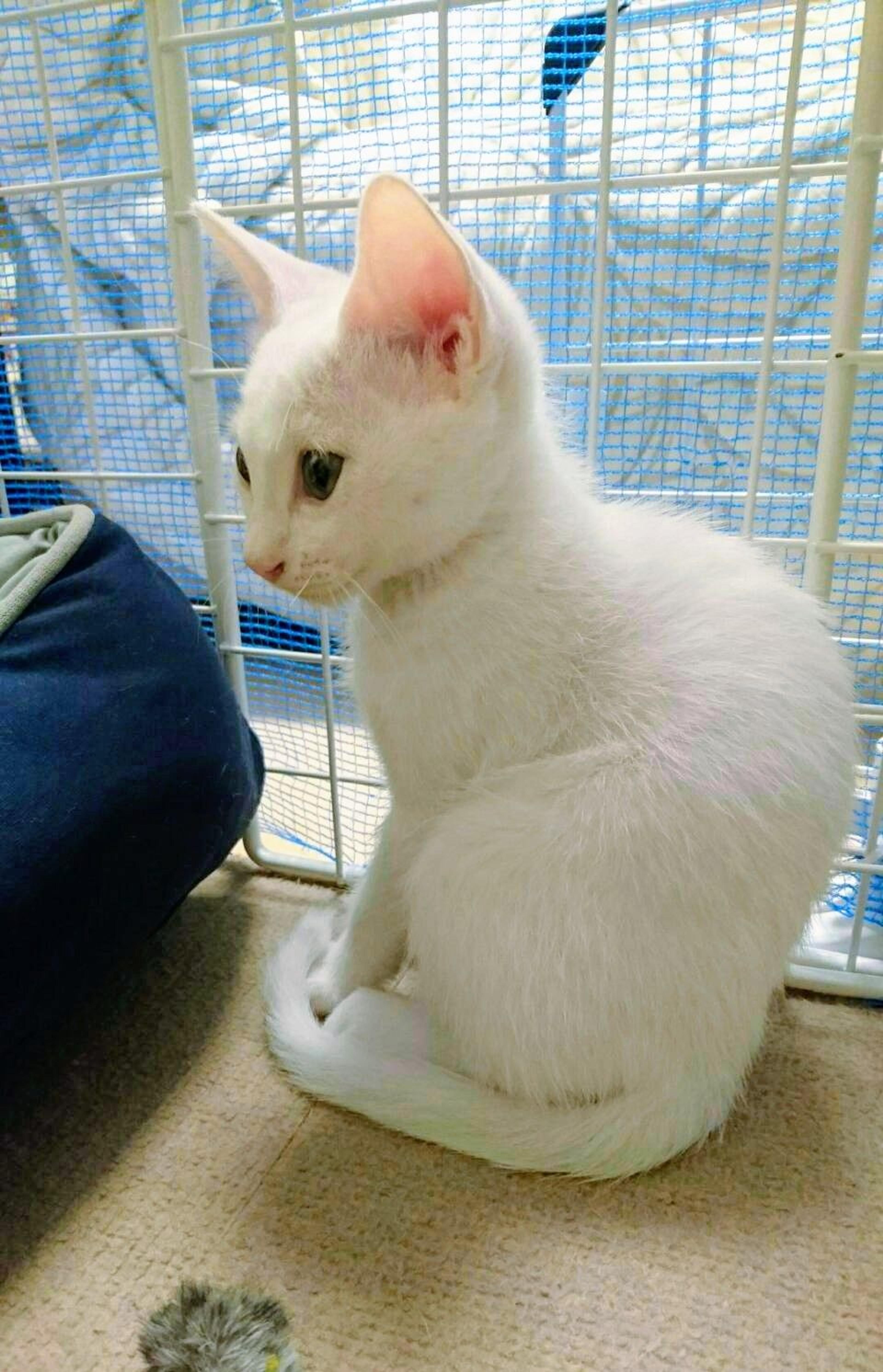 pet-image-2