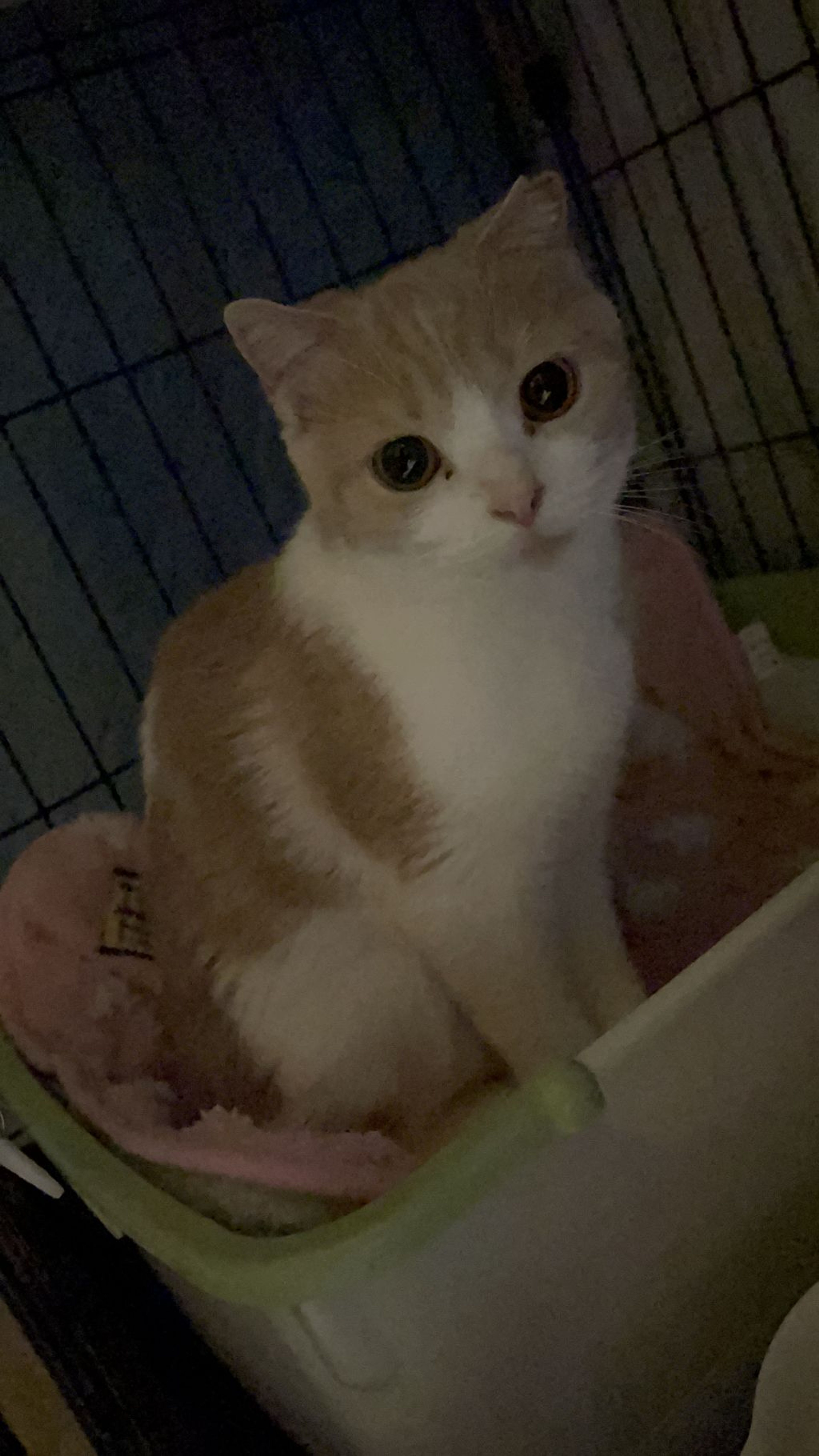 pet-image-4