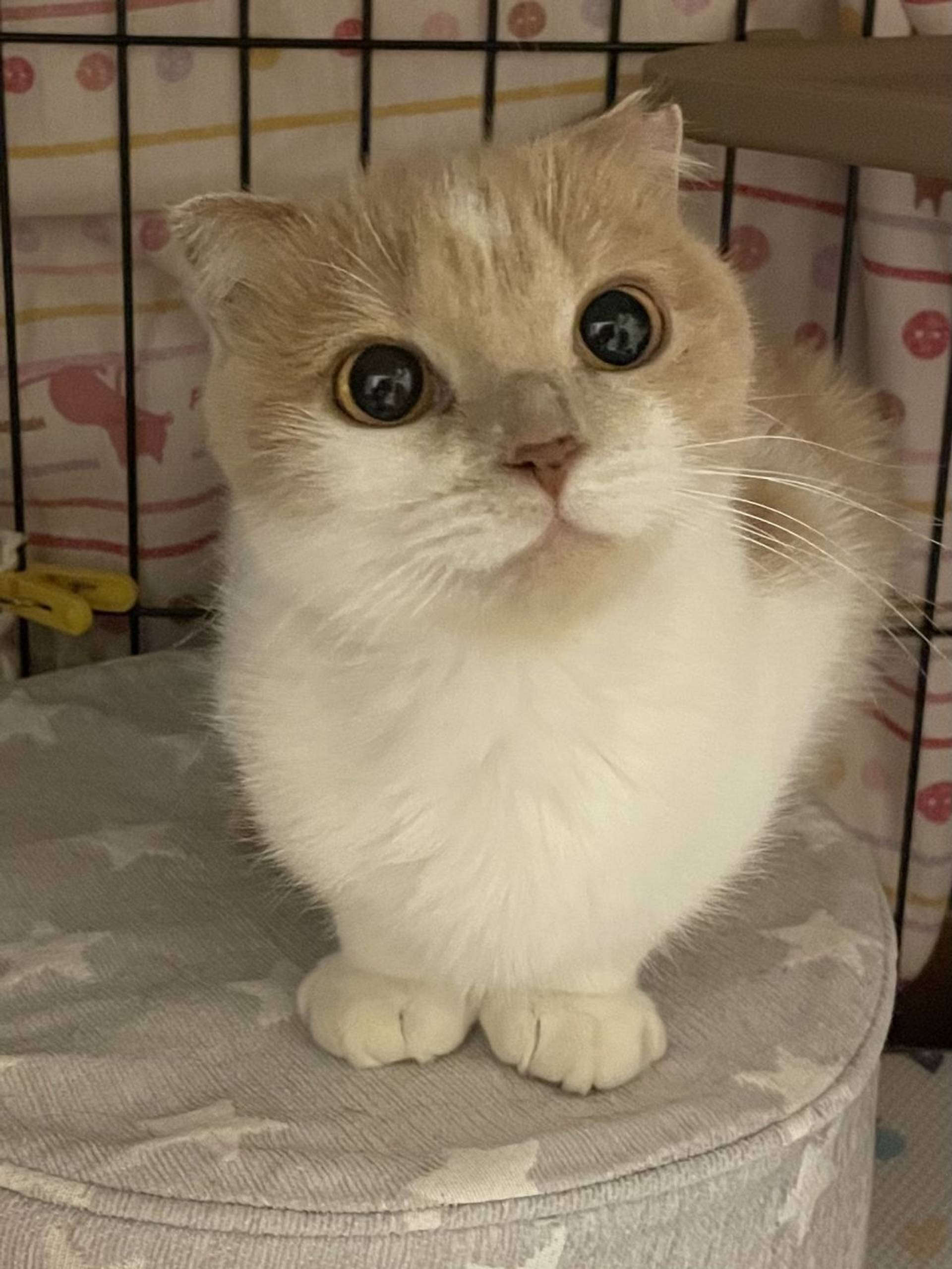 日本猫・メスの里親募集の写真