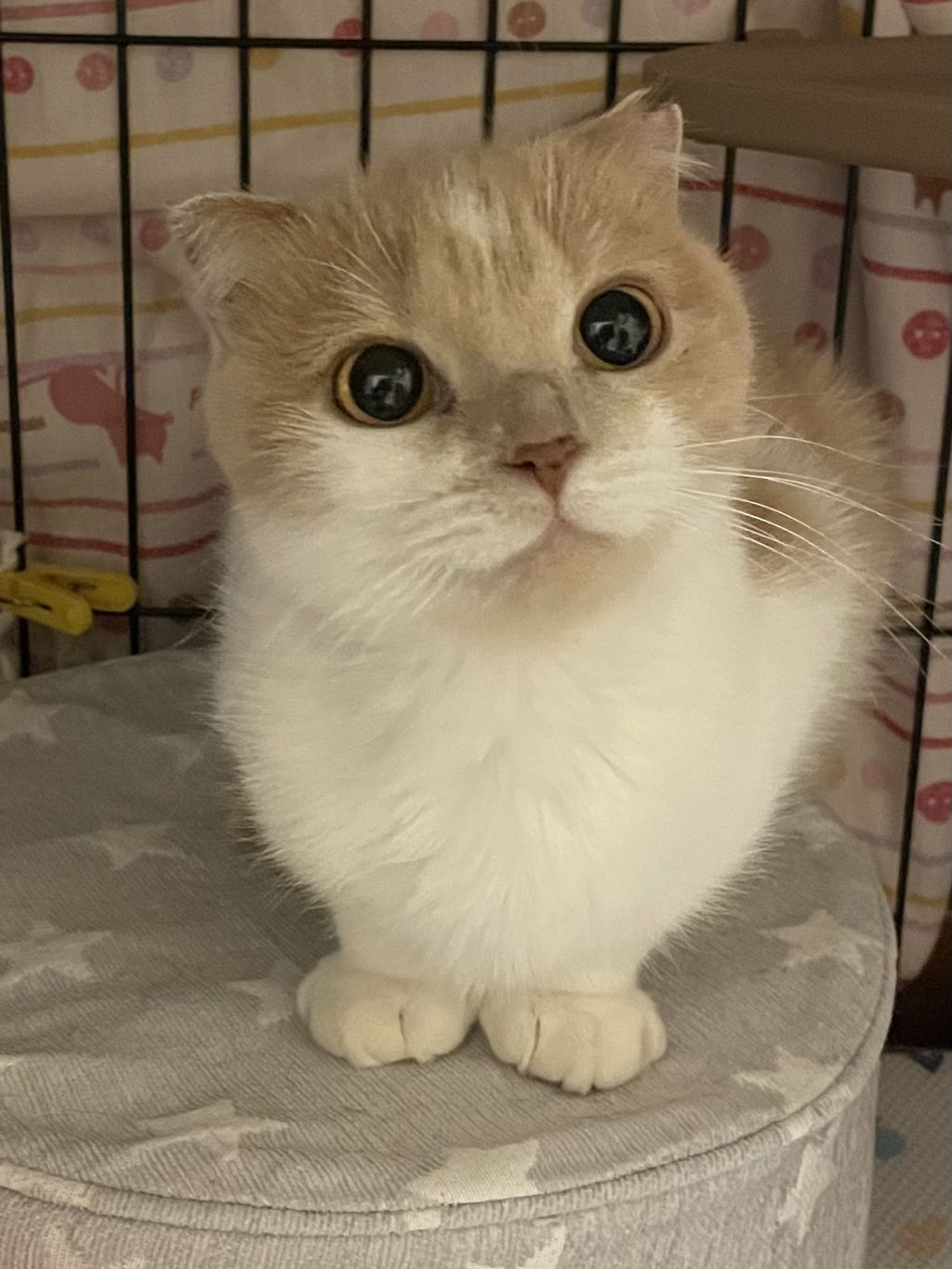日本猫・メスの里親募集の写真
