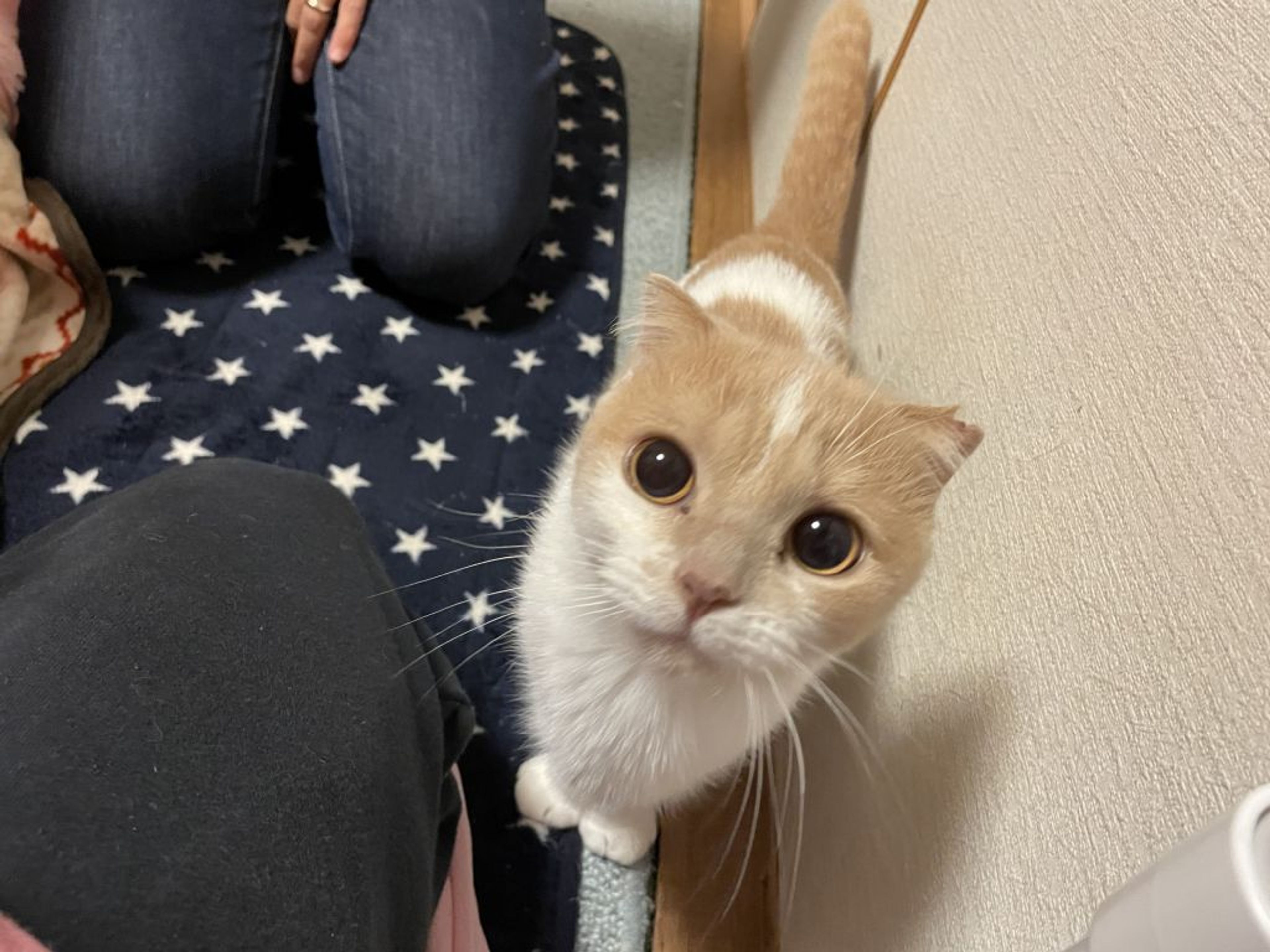 pet-image-4