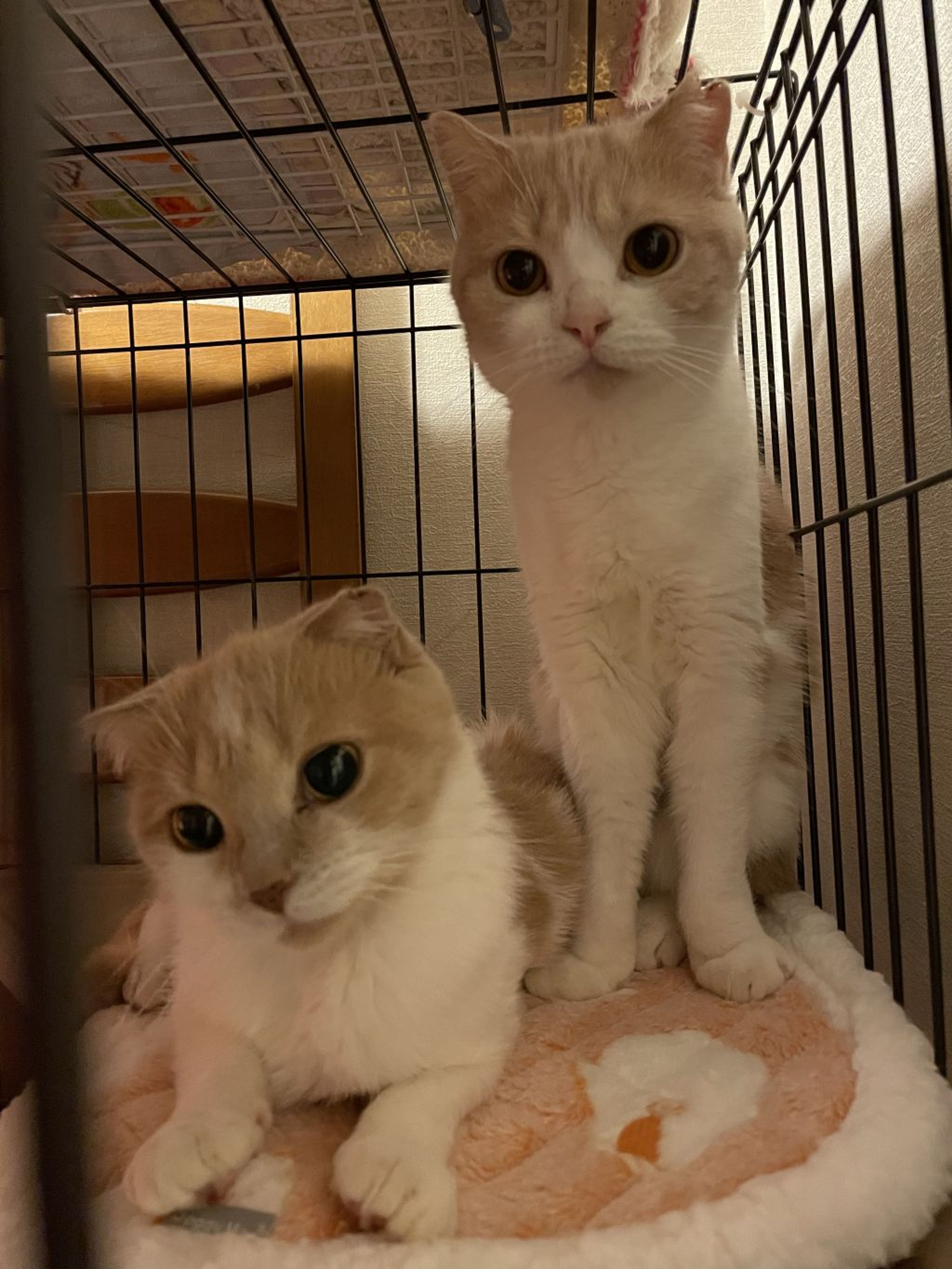 pet-image-6