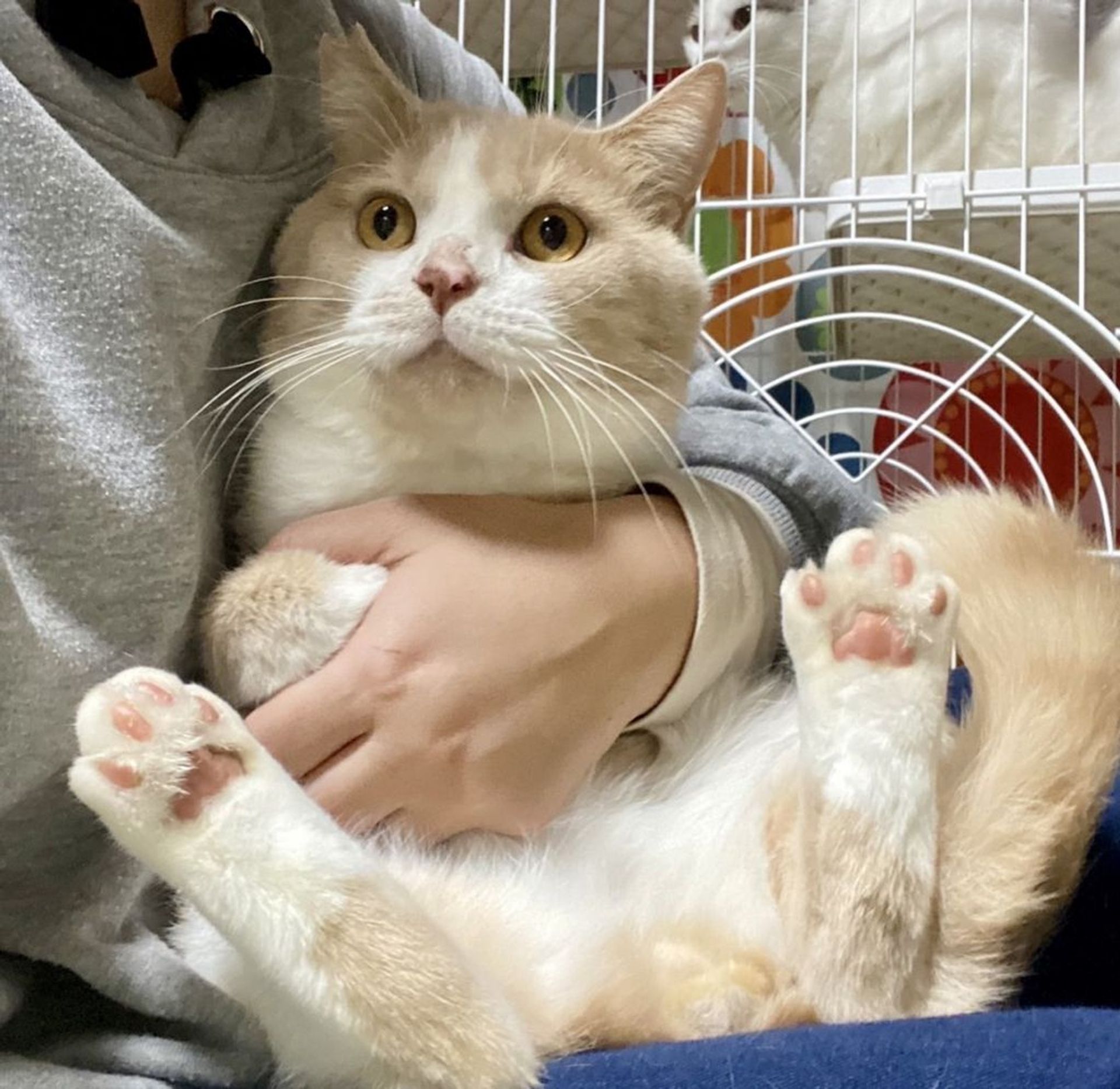 日本猫・オスの里親募集の写真