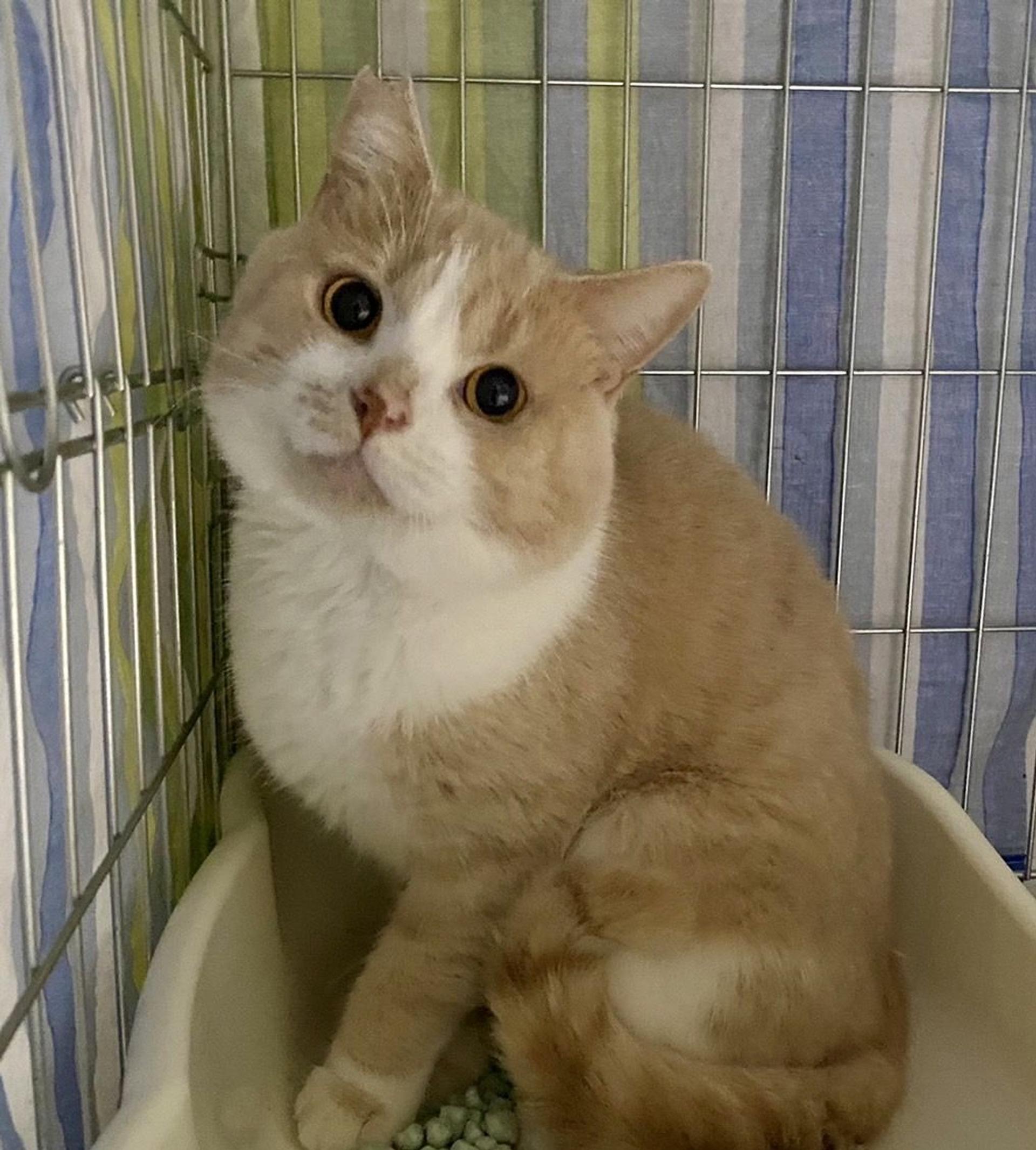 pet-image-3