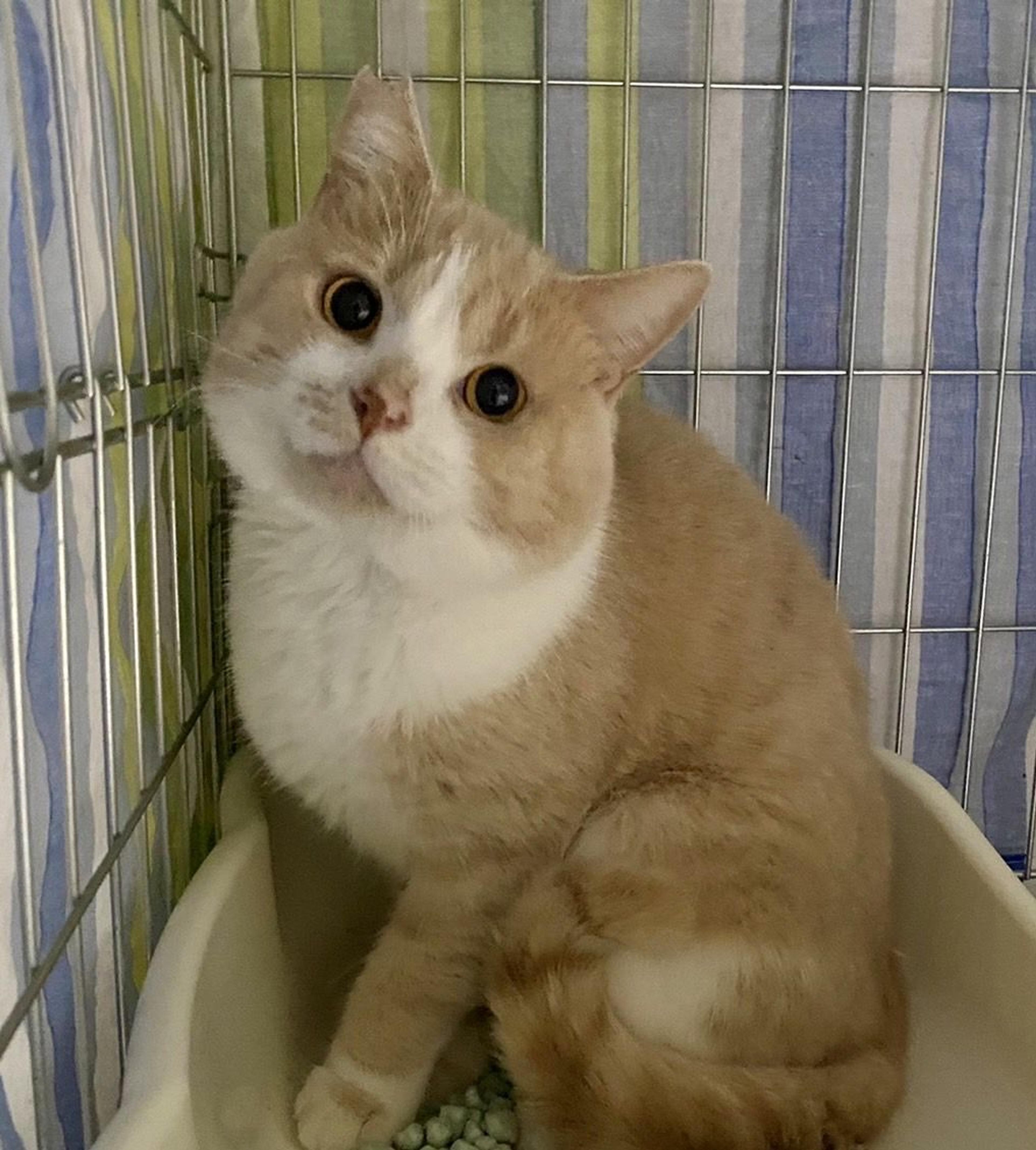 pet-image-3