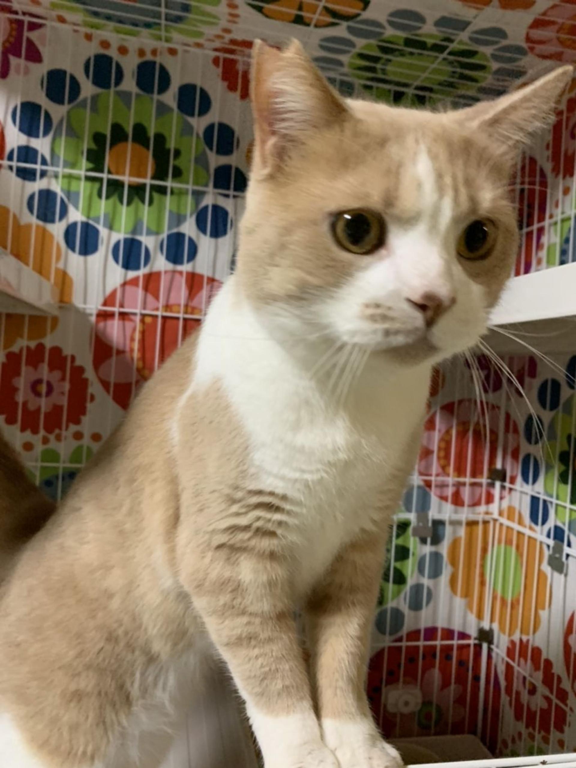pet-image-5