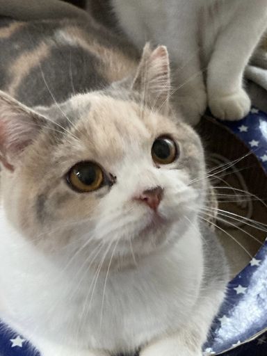 ふうの写真