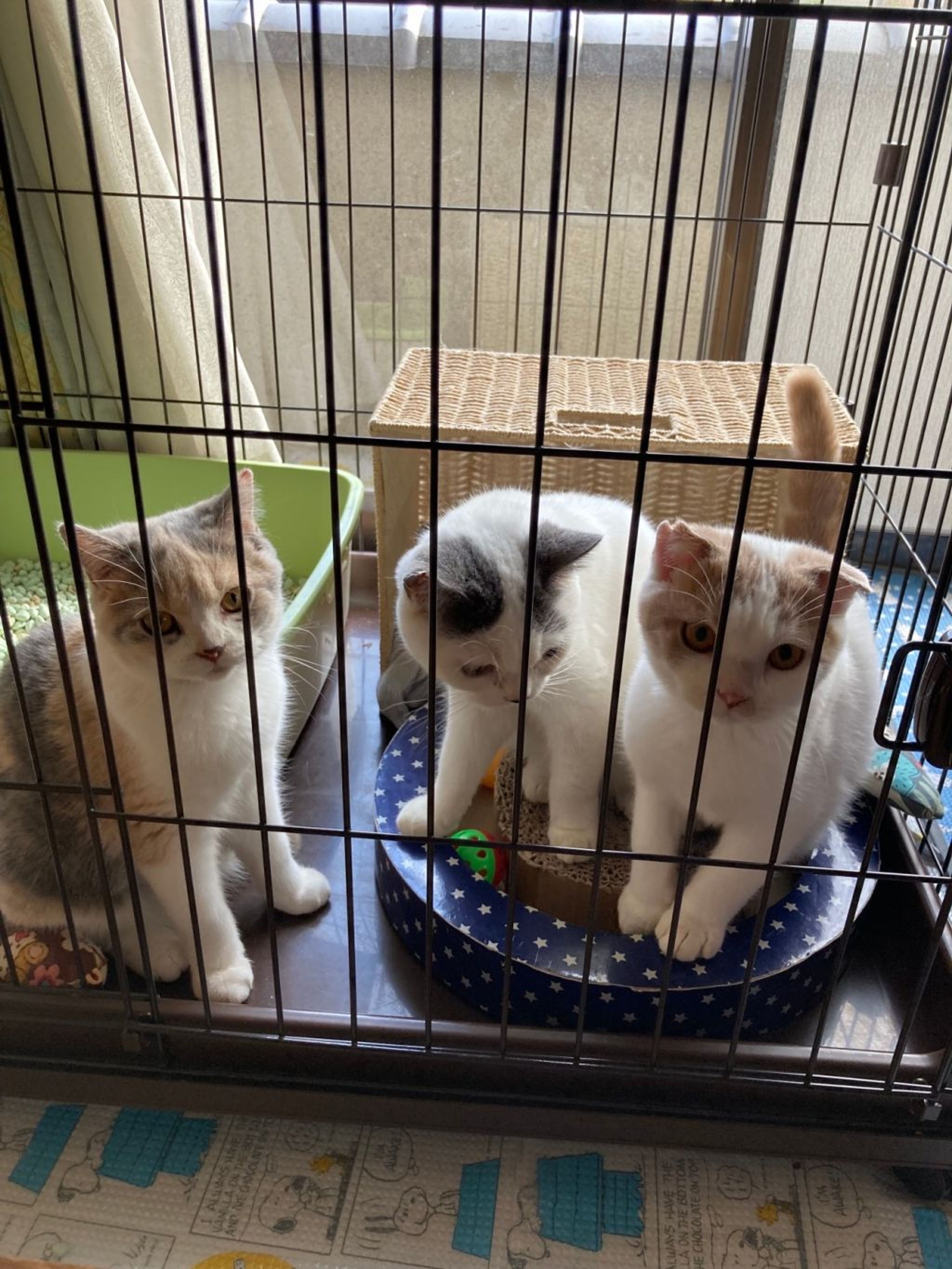 pet-image-2
