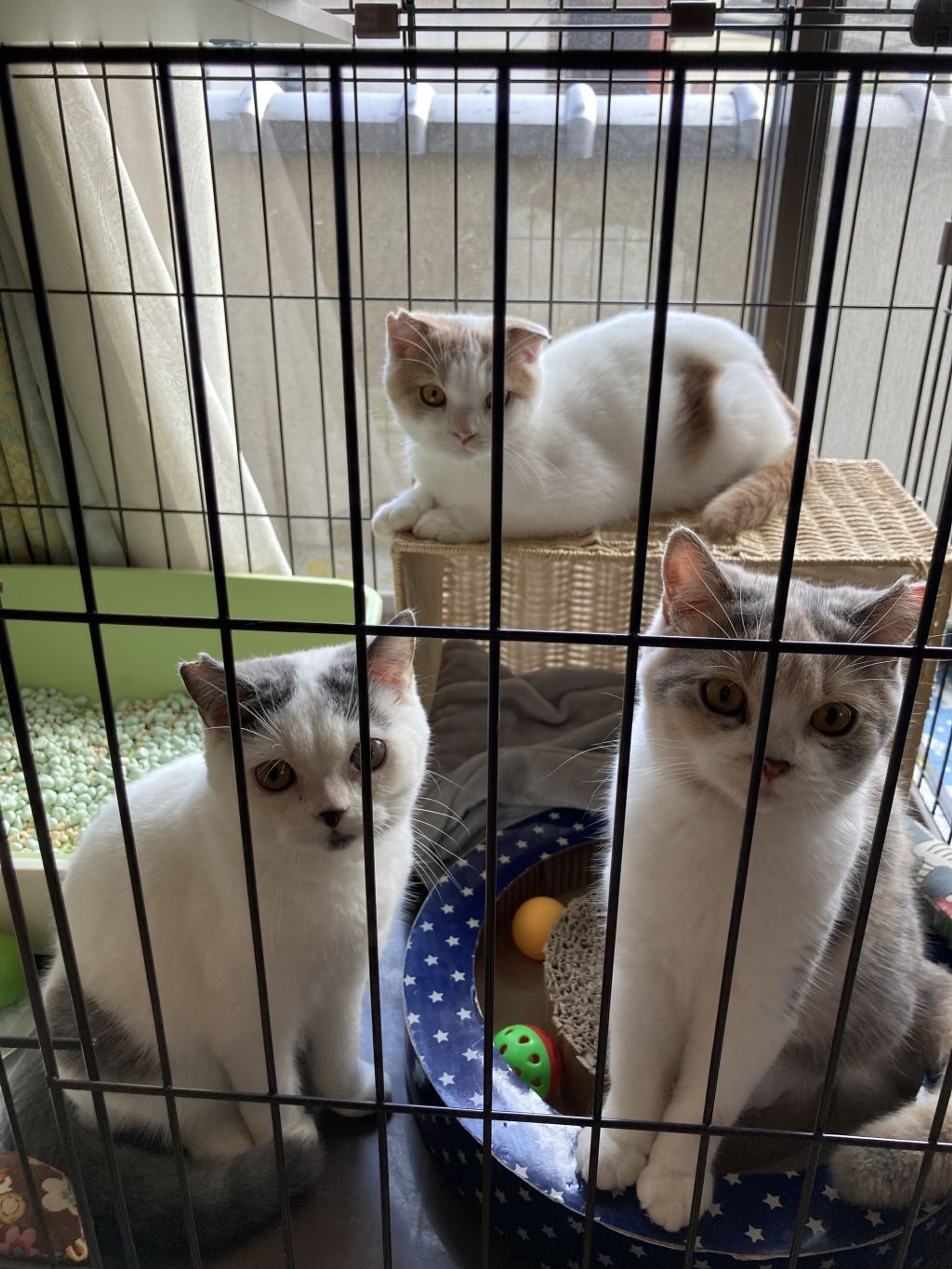 pet-image-3